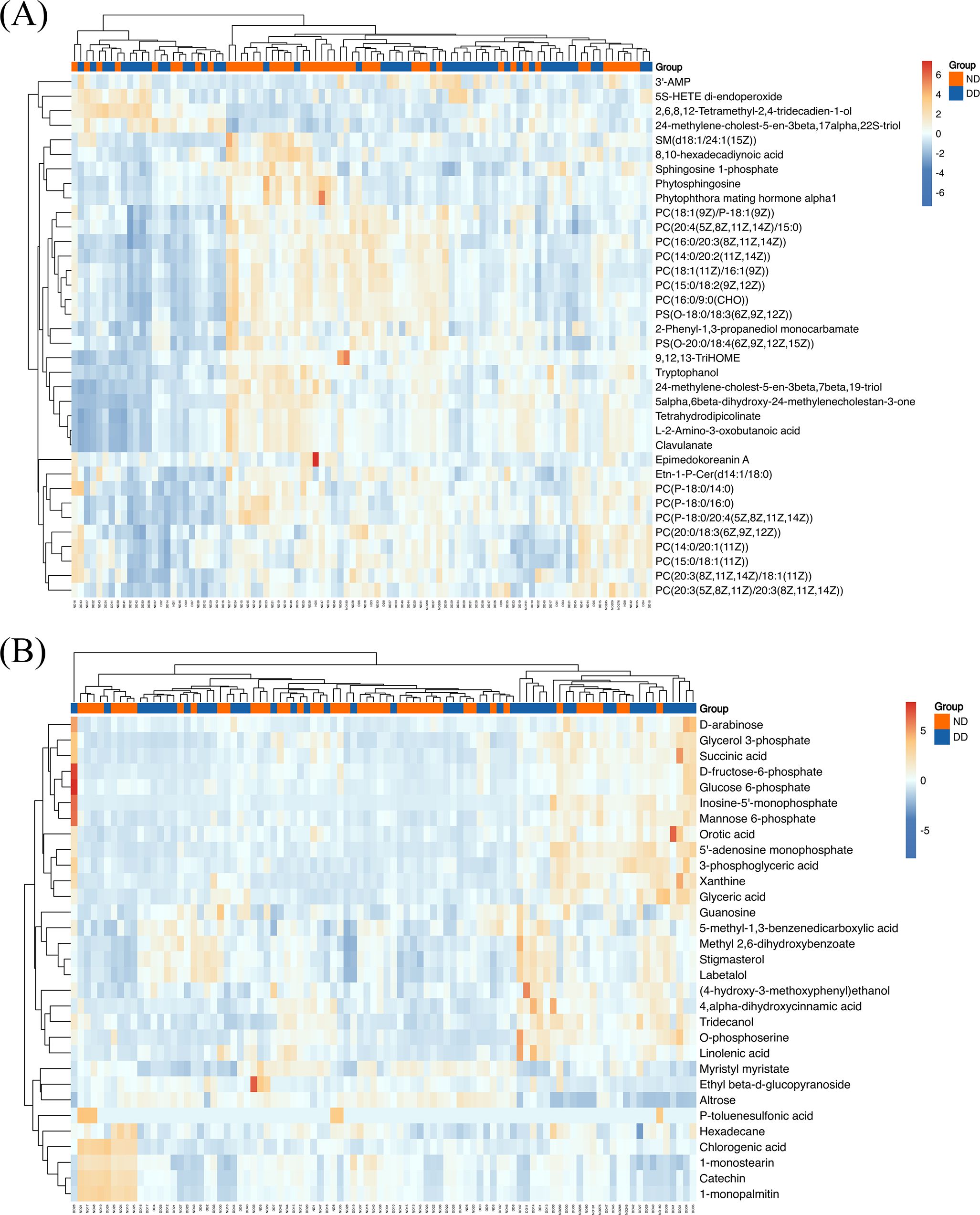 Panels A and B display hierarchical clustering heatmaps of metabolite expression from LC-MS and GC-MS datasets, respectively. Both heatmaps use a blue-to-red color gradient to indicate metabolite abundance, with blue representing low and red high expression. Rows represent individual metabolites (e.g., Sphingosine 1-phosphate, D-arabinose), and columns represent samples from DD and ND groups. Dendrograms on top show sample clustering, and group identity is marked with colored annotation bars.