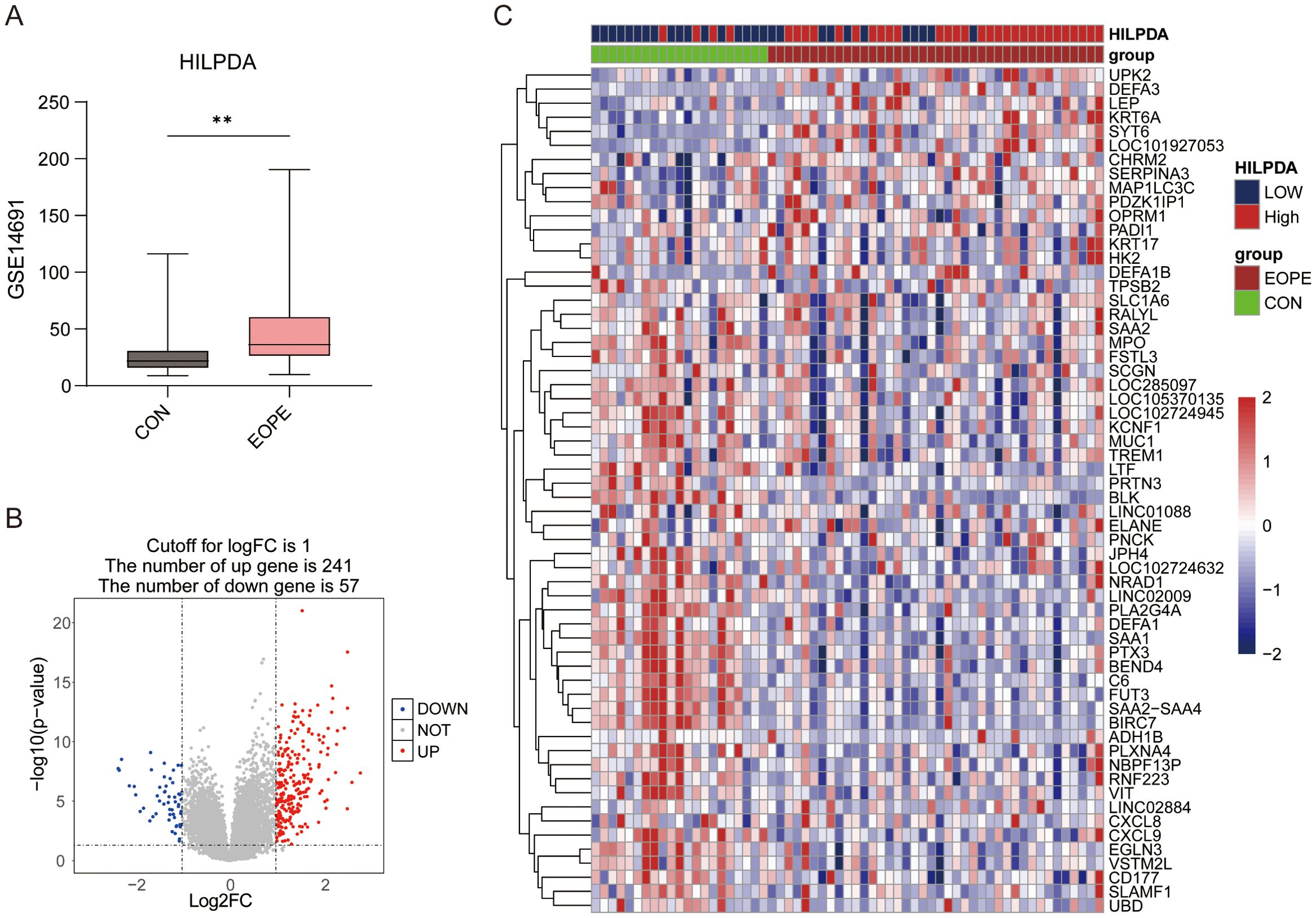 Box plot, volcano plot, and heatmap showing gene expression analysis. Panel A displays box plots comparing HILPDA expression in CON and EOPE groups, indicating statistical significance. Panel B is a volcano plot with 241 upregulated and 57 downregulated genes, based on a log fold change cutoff of 1. Panel C is a heatmap with hierarchical clustering, showing expression levels of various genes in CON and EOPE groups, using color gradients to represent expression intensity.