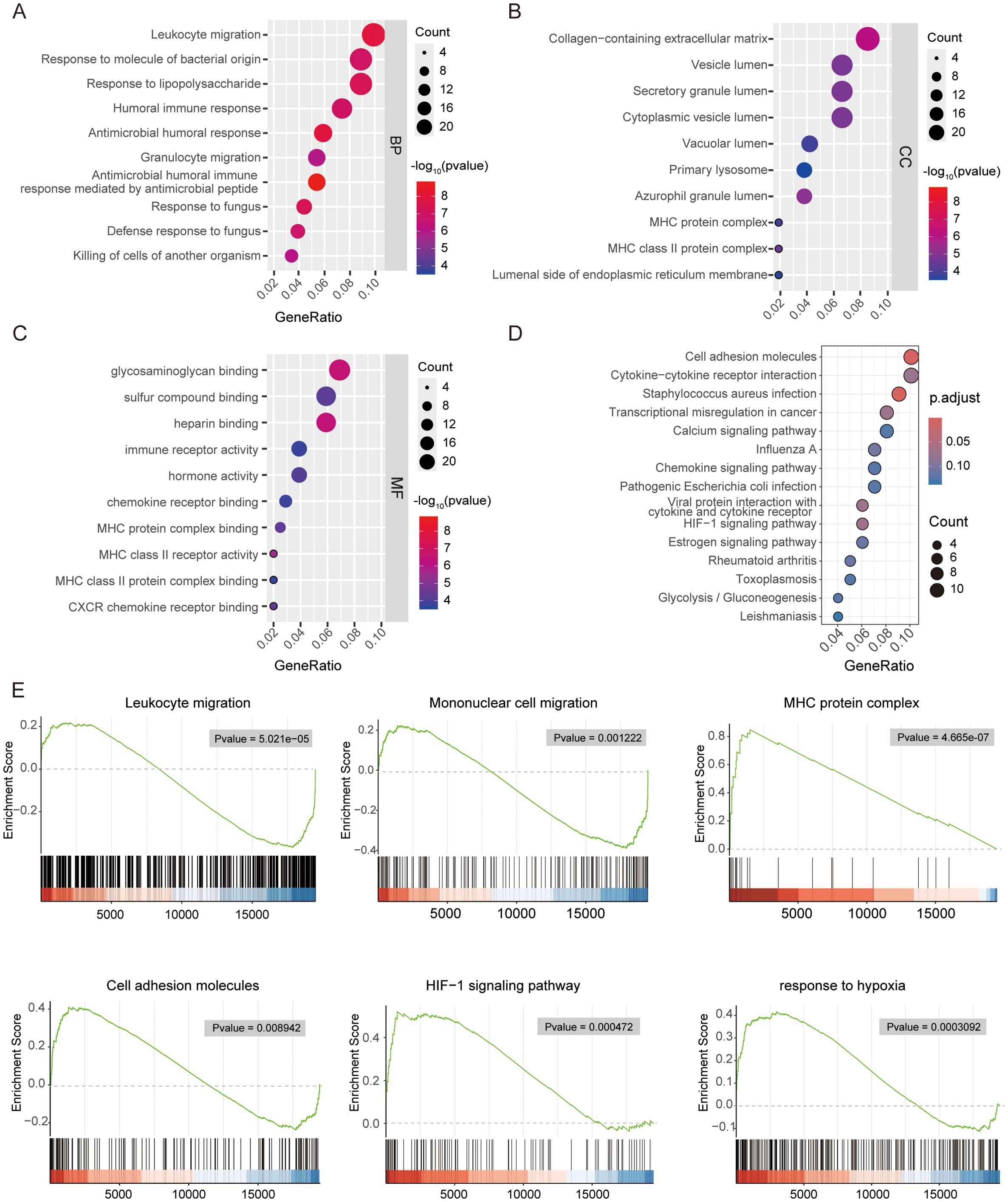 Five panels display gene set enrichment analysis. Panel A shows biological processes with significant terms like leukocyte migration. Panel B focuses on cellular components like extracellular matrix. Panel C highlights molecular functions such as binding activities. Panel D outlines pathways like cytokine interactions. Panel E presents enrichment plots for terms including leukocyte migration and hypoxia response, with p-values indicating significance. Each dot plot uses color gradients to denote statistical significance and dot size to indicate gene count.