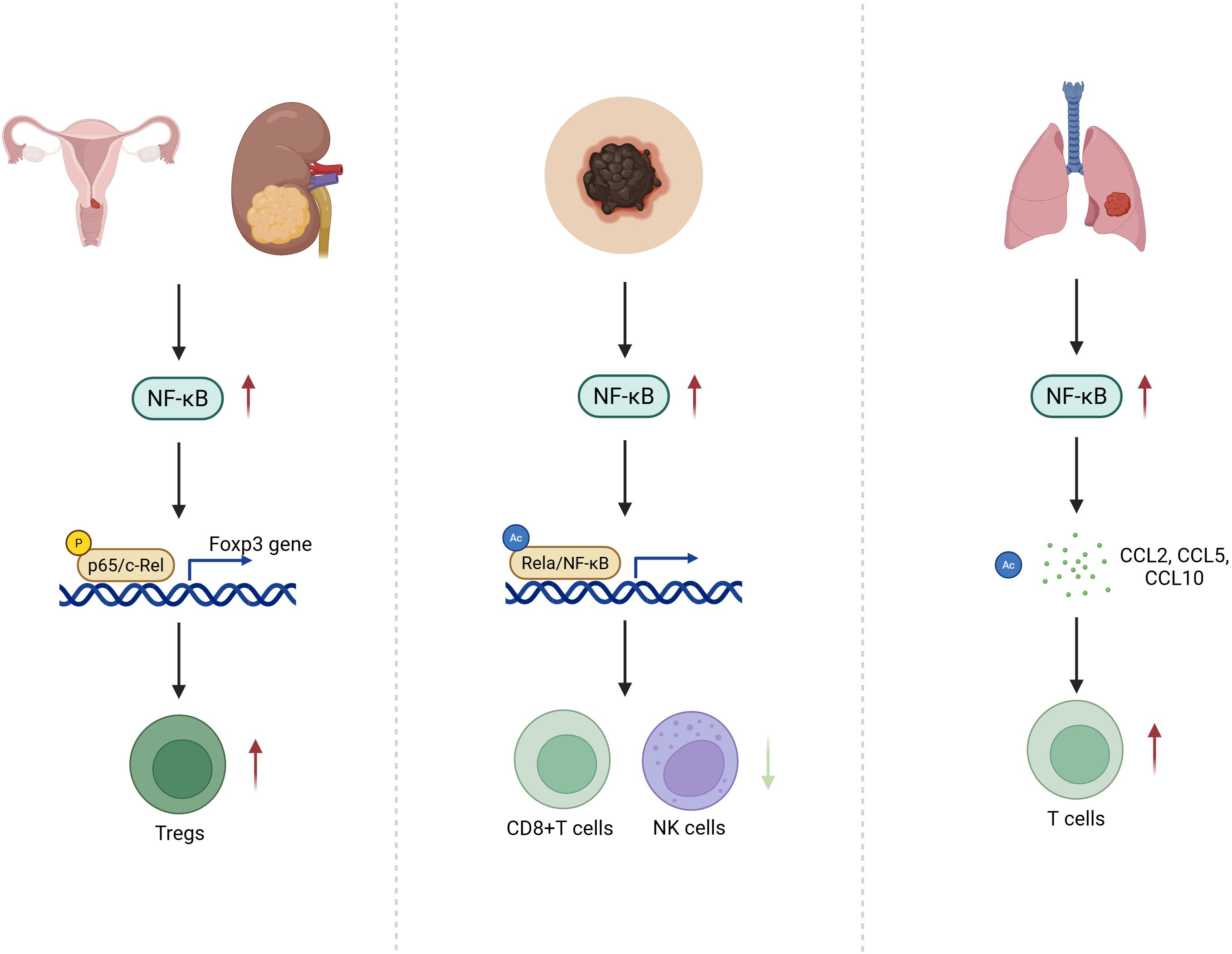 In cervical and renal cancers, specific NF-κB PTM patterns enhance Treg recruitment, reinforcing an immunosuppressive milieu. In melanoma, aberrant PTM-driven NF-κB activity suppresses CD8⁺ T cell and NK cell infiltration, facilitating immune evasion. Conversely, in lung cancer, PTMs that favor pro-inflammatory NF-κB outputs lead to upregulation of chemokines such as CCL2, CCL5, and CXCL10, promoting effector T cell infiltration and antitumor immunity.