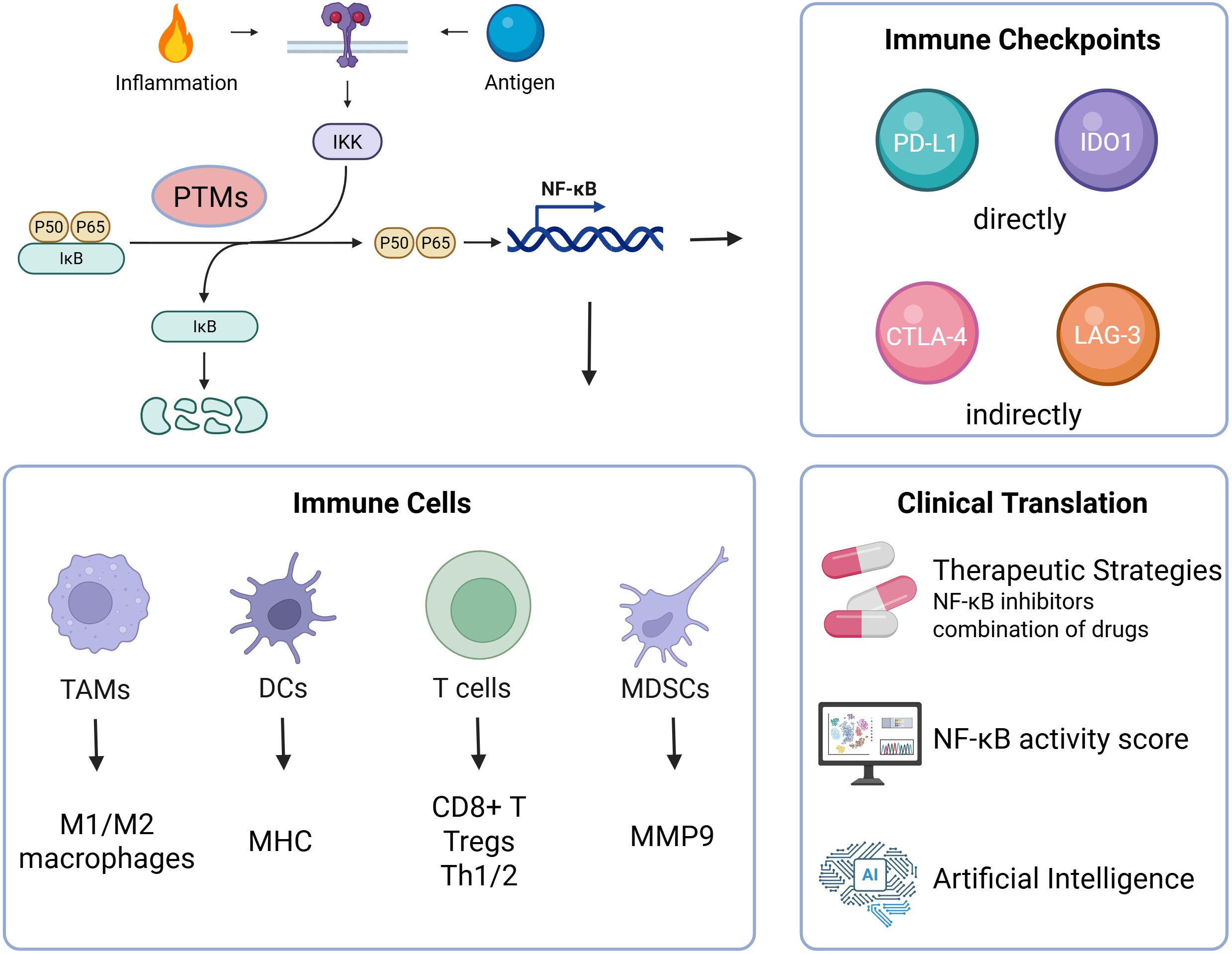 Upon activation by inflammatory or antigenic signals, NF-κB undergoes PTM-defined modulation to regulate key immune subsets—including TAMs, DCs, T cells, and MDSCs—and to orchestrate the expression of immune checkpoints. These effects converge to sustain an immunosuppressive microenvironment and promote tumor progression. Therapeutic strategies targeting NF-κB—ranging from selective inhibitors and PROTACs to combination regimens and computational tools such as activity scoring and AI-enabled modeling—offer promising avenues for precision immunotherapy.