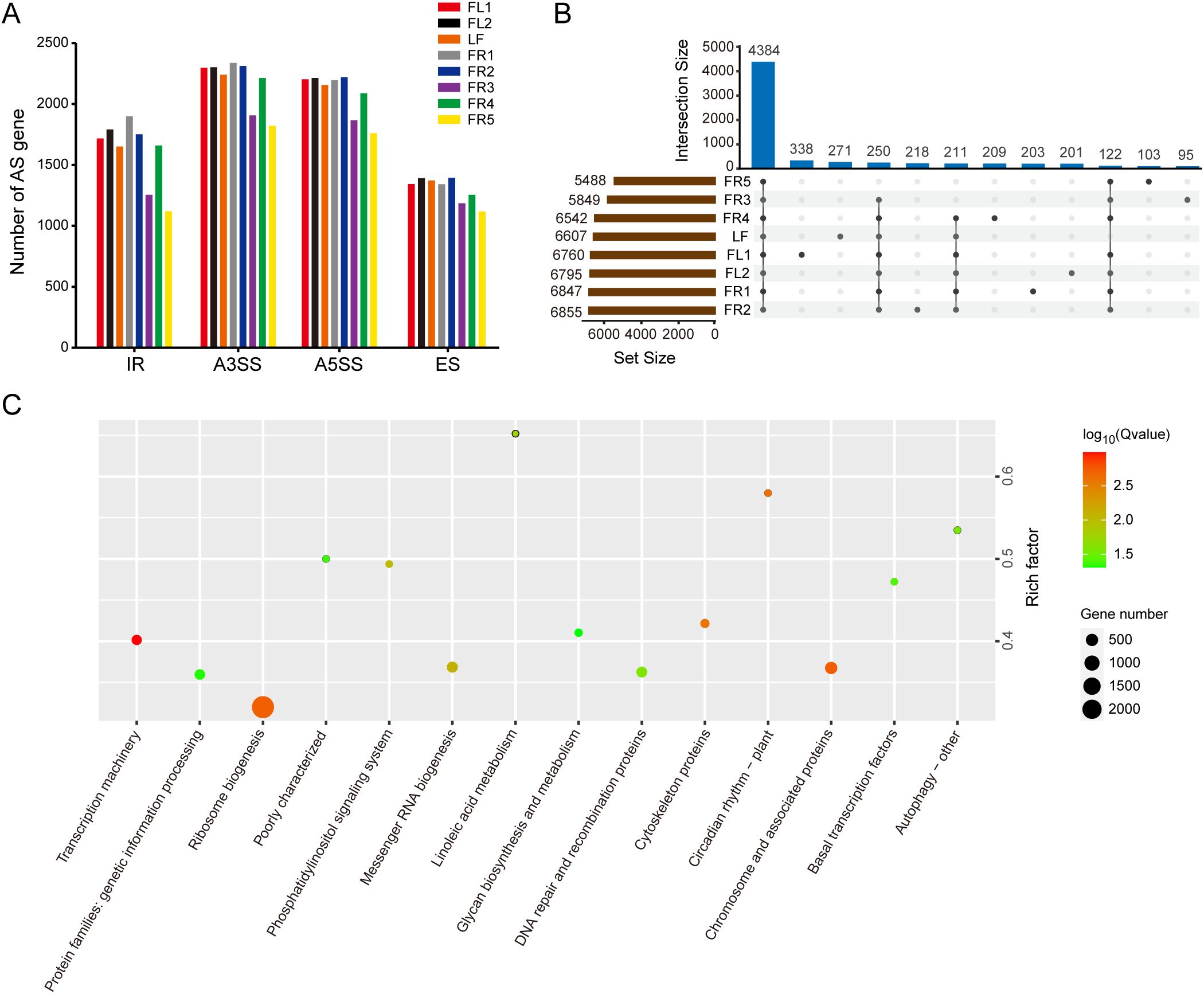 Panel A displays a bar graph showing the number of alternative splicing (AS) genes across four categories: IR, A3SS, A5SS, and ES, with data from seven sources differentiated by color. Panel B features an upset plot detailing set and intersection sizes for various datasets, emphasizing the largest intersection size of 4384. Panel C presents a scatter plot illustrating gene enrichment across different biological processes, with points varying in size and color to reflect gene number and statistical significance.