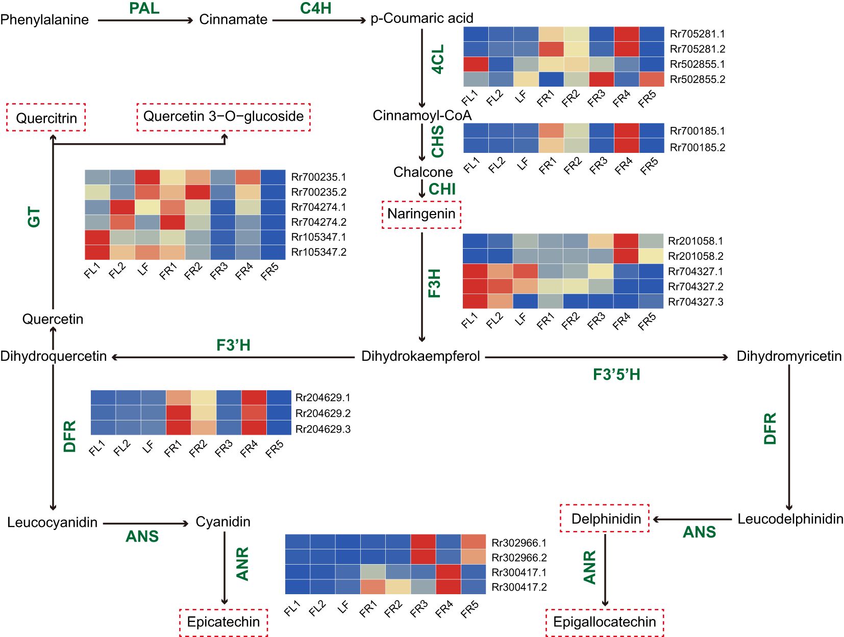 Diagram illustrating flavonoid biosynthesis pathways, showing enzyme activities, gene expression data, and flavonoid products. Heatmaps display expression levels across six samples: FL1, FL2, LF, FR1, FR2, and FR3. Enzymes include PAL, C4H, 4CL, CHS, CHI, F3H, F3’5’H, DFR, ANS, ANR, and GT. Pathway steps lead from phenylalanine to various flavonoids like quercetin, naringenin, epicatechin, and delphinidin, with colored boxes indicating gene activity.