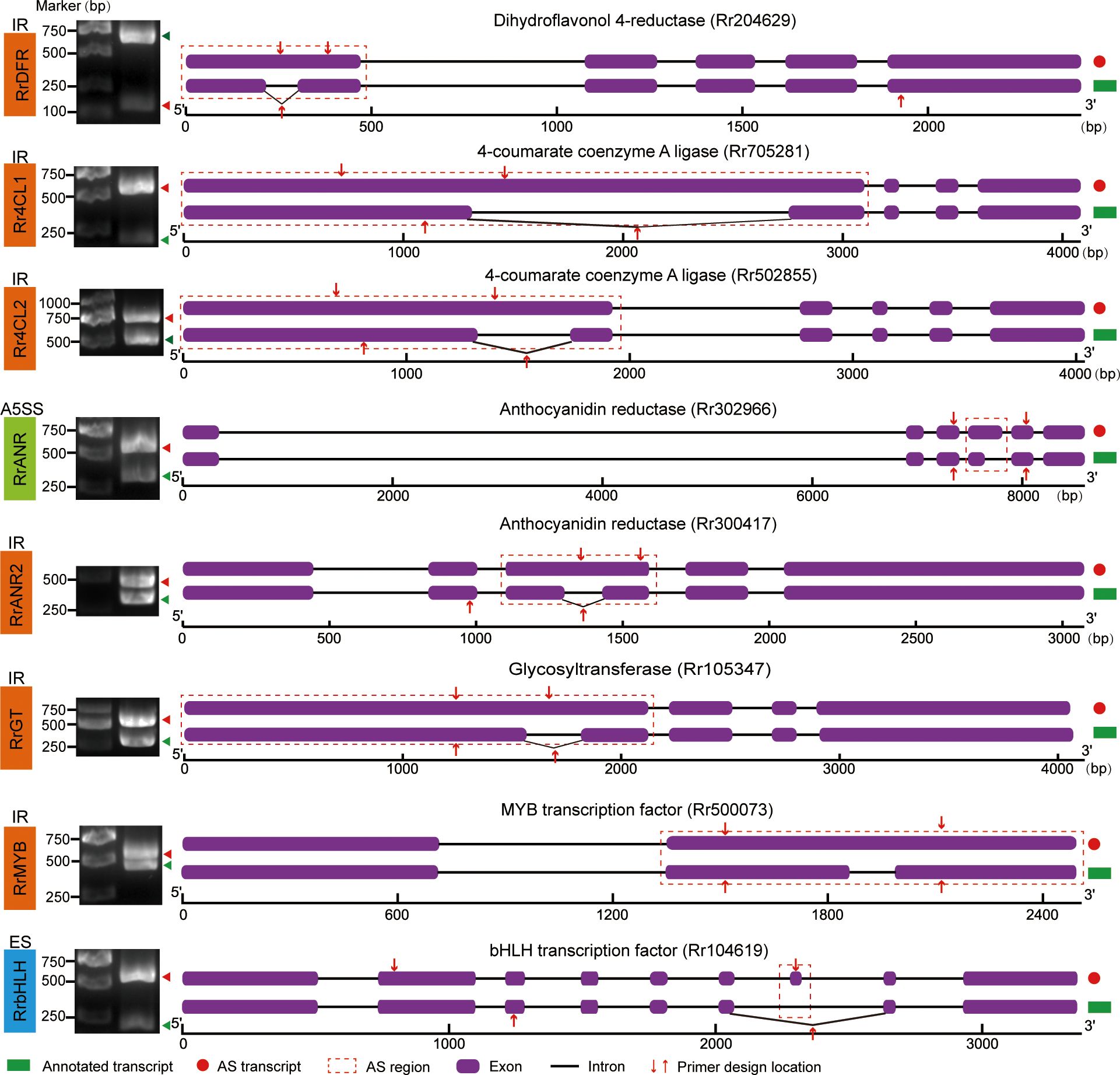 Diagram featuring seven gene structures with purple exons and black introns, illustrating alternative splicing regions. Each gene, including dihydroflavonol 4-reductase and glycosyltransferase, shows primer design locations marked by red arrows. Annotated transcripts are green, while alternative splicing transcripts are red, showing differently across specific regions. Electrophoresis gel images are displayed on the left side for each gene, indicating the size in base pairs.