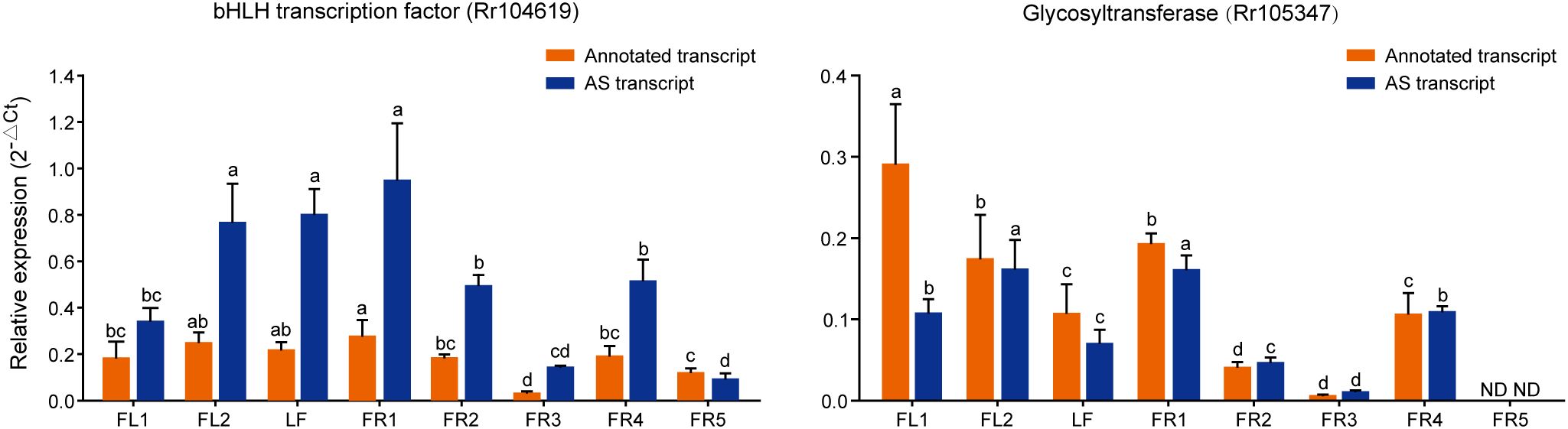 Bar graphs comparing the relative expression of bHLH transcription factor (Rr104619) and glycosyltransferase (Rr105347). Each graph shows expression levels at different stages: FL1, FL2, LF, FR1, FR2, FR3, FR4, and FR5. The orange bars represent annotated transcripts, while the blue bars represent AS transcripts. Error bars indicate variability, and letters denote statistical significance. The glycosyltransferase graph has “ND” labels for FR5, indicating data is not available.