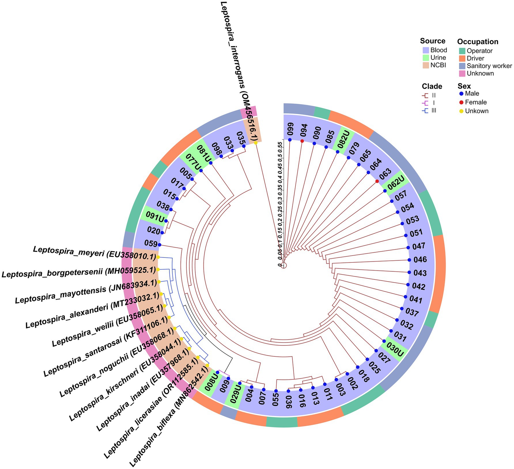 Circular phylogenetic tree illustrating relationships among various Leptospira species and strains. Colored segments represent different sources: blood, urine, and NCBI data. Clades are denoted by blue, purple, and red lines. Symbols identify occupation and sex: squares and circles respectively, in colors indicating specific categories such as operator, driver, male, female, and unknown.
