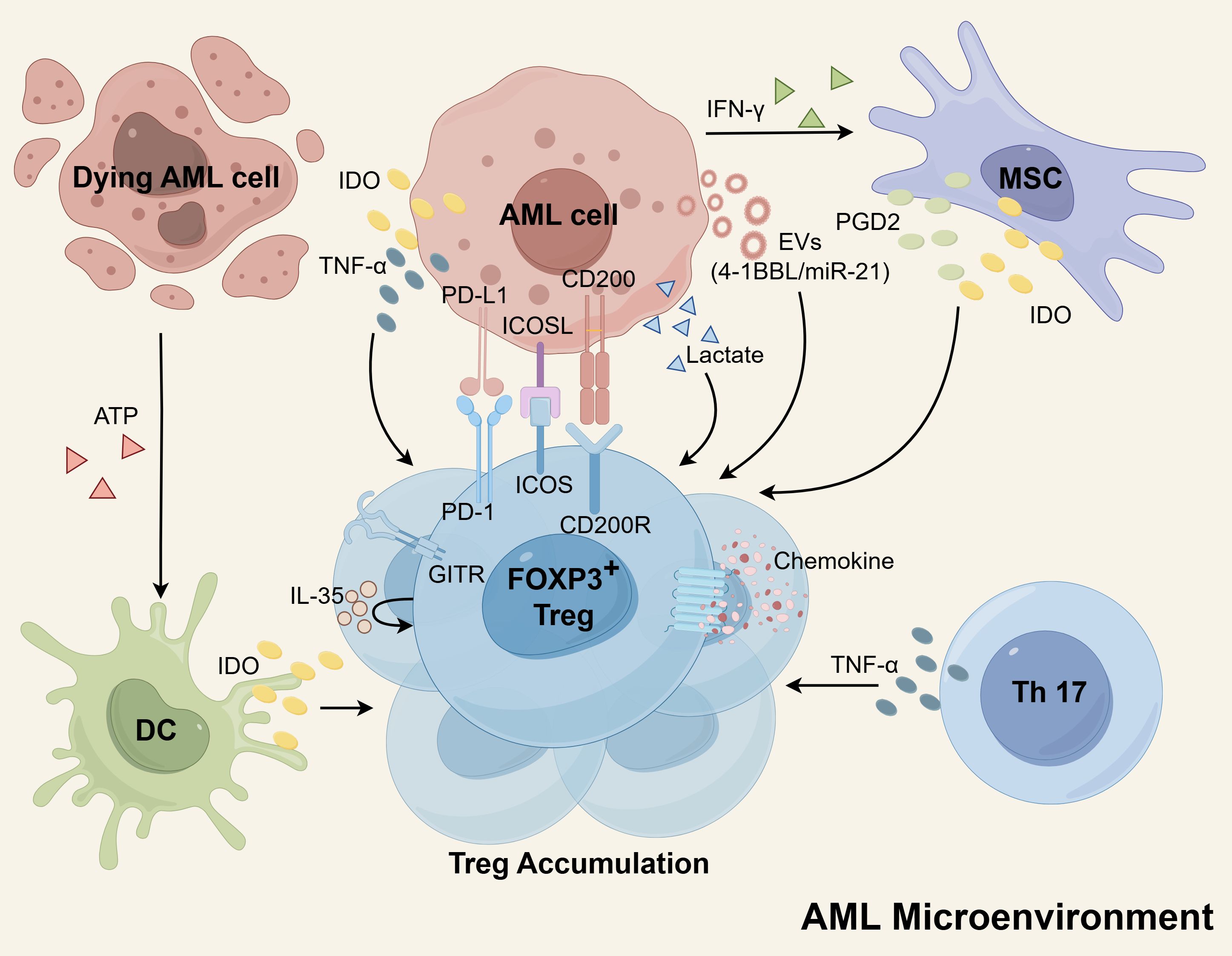 Diagram illustrating the acute myeloid leukemia (AML) microenvironment. It shows interactions between dying AML cells, live AML cells, mesenchymal stem cells (MSC), dendritic cells (DC), and regulatory T cells (Treg FOXP3+). Arrows depict exchanges of molecules and signals like ATP, TNF-α, IDO, CD200, PD-L1, ICOS, IL-35, chemokines, lactate, and IFN-γ. These interactions contribute to Treg accumulation, highlighted in the diagram.
