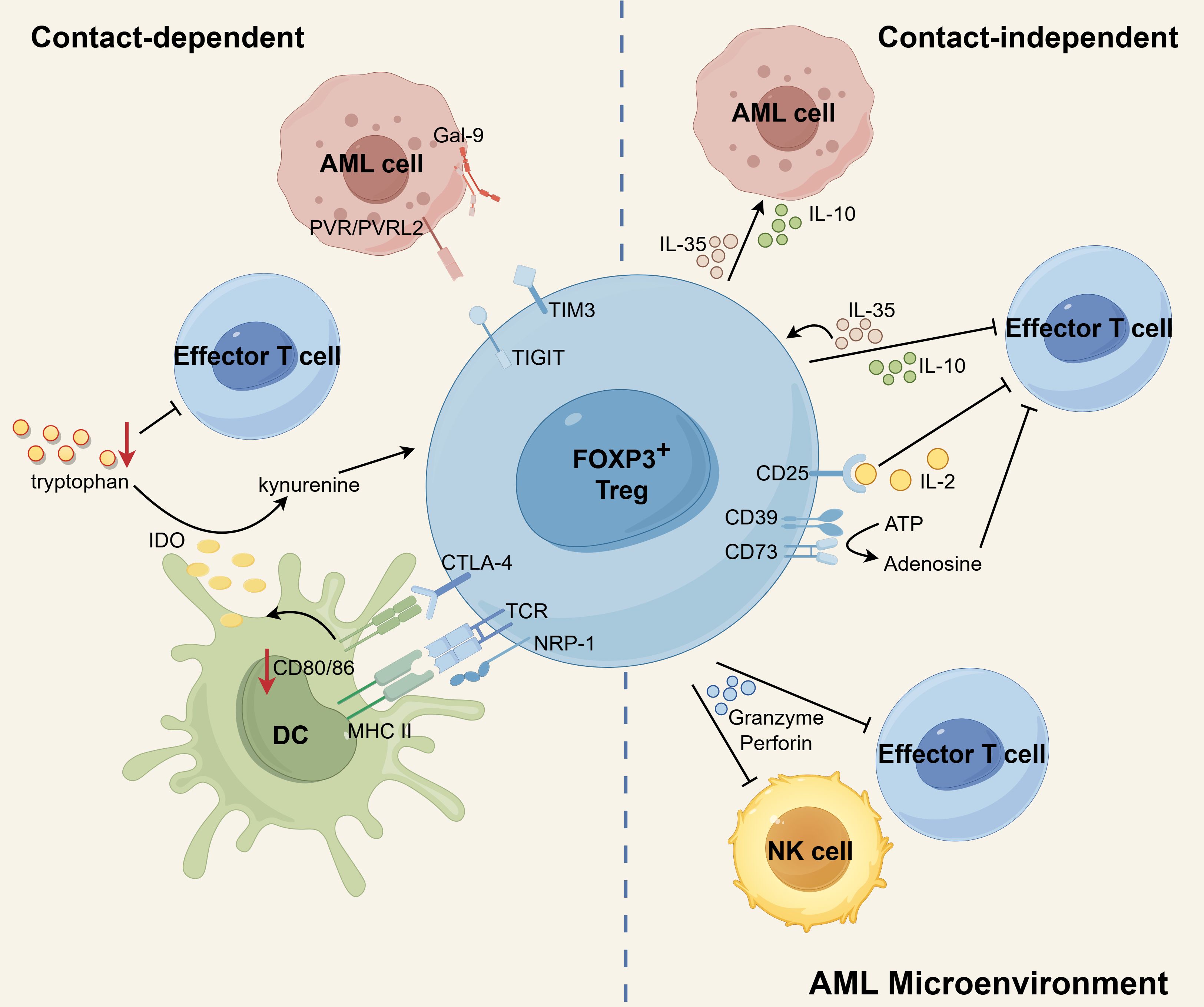 Diagram illustrating interactions in the acute myeloid leukemia (AML) microenvironment. Contact-dependent interactions include AML cells binding to effector T cells and dendritic cells (DCs) via specific receptors. Contact-independent interactions involve cytokines like IL-35 and IL-10 influencing effector T cells from a distance. Regulatory T cells (Treg) play a central role with several receptors and cytokines involved. NK cells secrete granzyme and perforin. The diagram emphasizes pathways regulating immune responses in AML.
