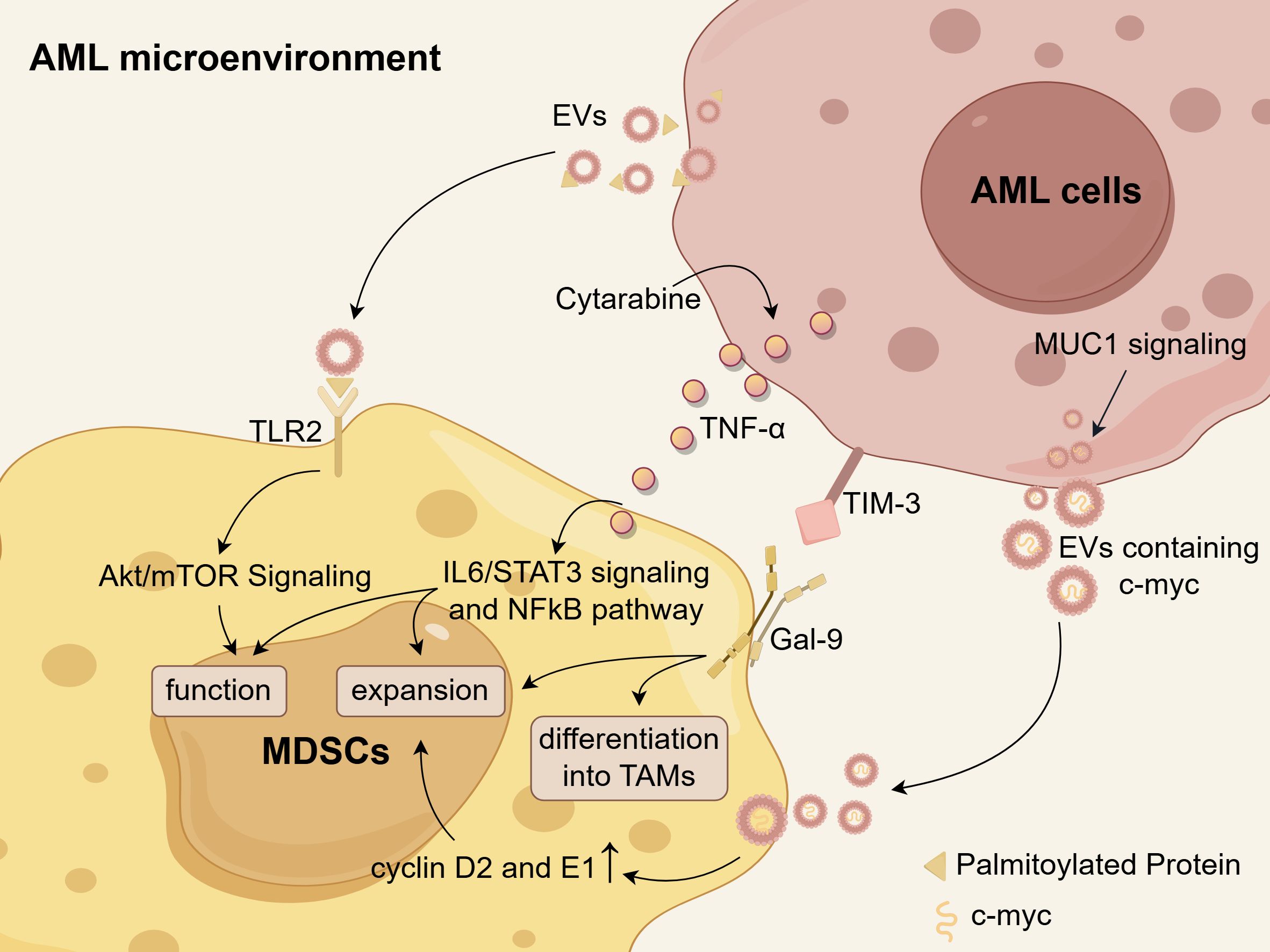 Diagram of the AML microenvironment showing interactions between AML cells and MDSCs. Key components include EVs, TLR2, TIM-3, and Gal-9, illustrating signaling pathways like MUC1 and IL6/STAT3. Processes include expansion, differentiation, and function alterations of MDSCs, influenced by Akt/mTOR and NFκB pathways. Cytarabine and TNF-α interactions are also indicated. Palmitoylated proteins and c-myc elements are marked.