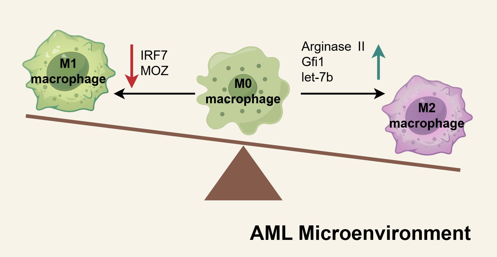 Diagram illustrating the polarization of macrophages in the AML microenvironment. It shows M0 macrophages converting to M1 or M2. IRF7 and MOZ promote M0 to M1, while arginase II, Gfi1, and let-7b promote M0 to M2. An imbalance is depicted on a seesaw.