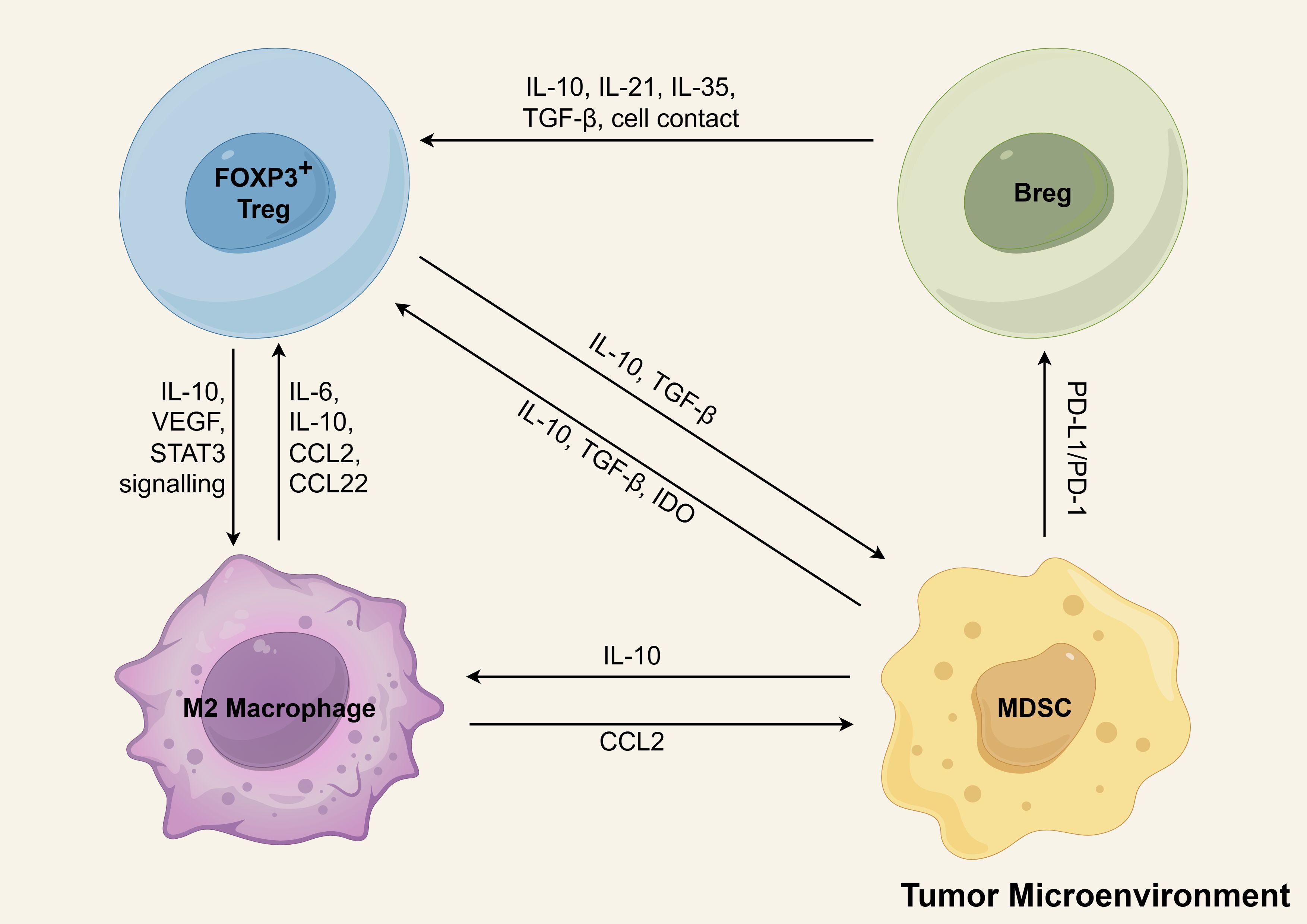 Diagram illustrating cell interactions in the tumor microenvironment. It depicts FOXP3+ Tregs, Bregs, M2 macrophages, and MDSCs communicating via IL-10, TGF-β, and other signaling molecules. Arrows show bidirectional influences, with specific cytokines and factors mediating interactions, such as IL-21, IL-35, VEGF, and STAT3.