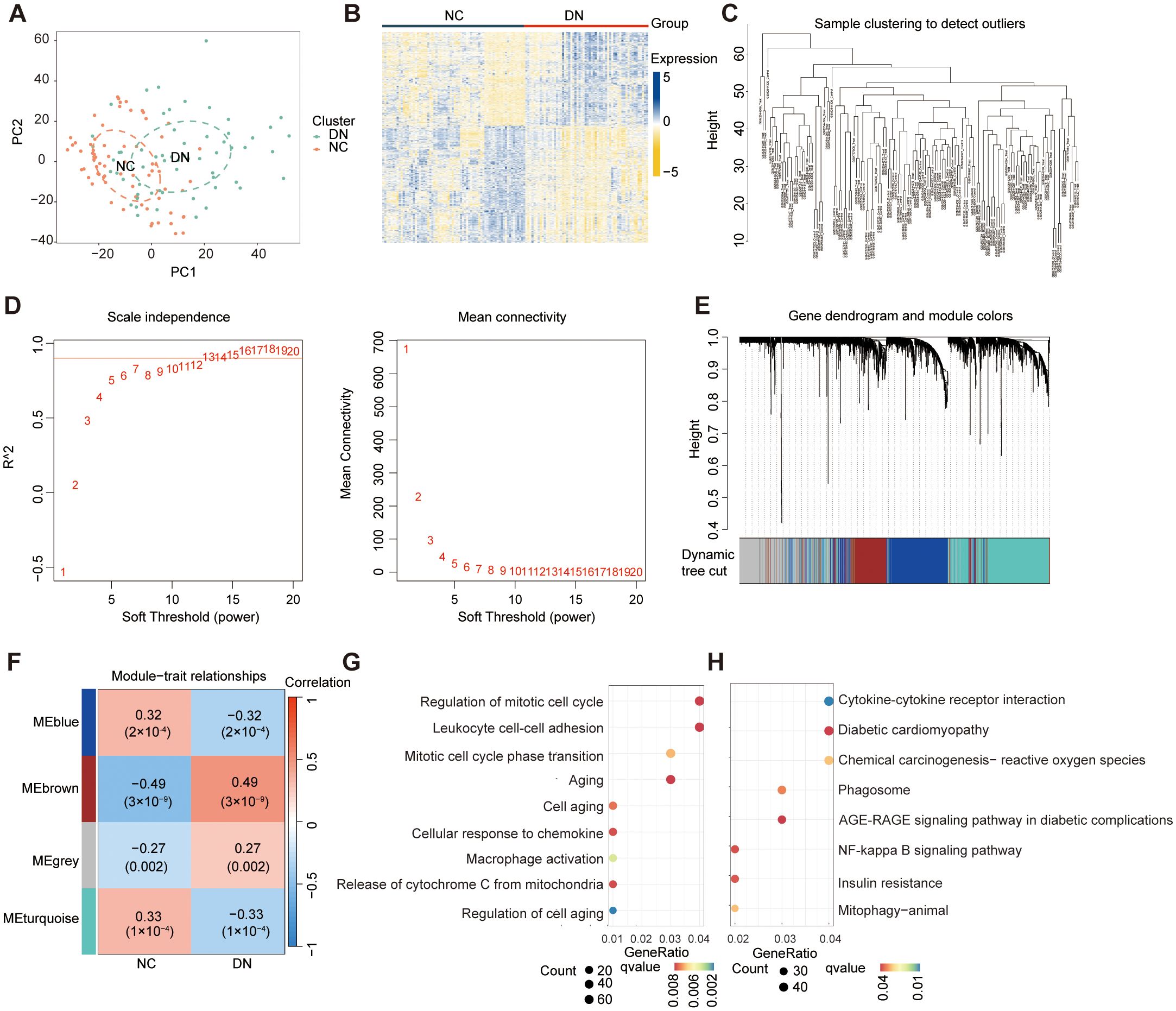 A series of scientific visualizations related to gene expression analysis: A. A scatter plot of principal components analysis, showing clusters for DN and NC. B. A heatmap representing expression levels with a gradient from blue to yellow, comparing NC and DN. C. A dendrogram for sample cluster analysis to detect outliers. D. Two line graphs: one for scale independence and another for mean connectivity versus soft threshold power. E. A gene dendrogram with module colors. F. A heatmap indicating module-trait relationships with numerical values and color gradients. G. A dot plot for gene ontology terms related to mitotic cell cycle regulation. H. Another dot plot for pathways, such as cytokine-cytokine receptor interaction.