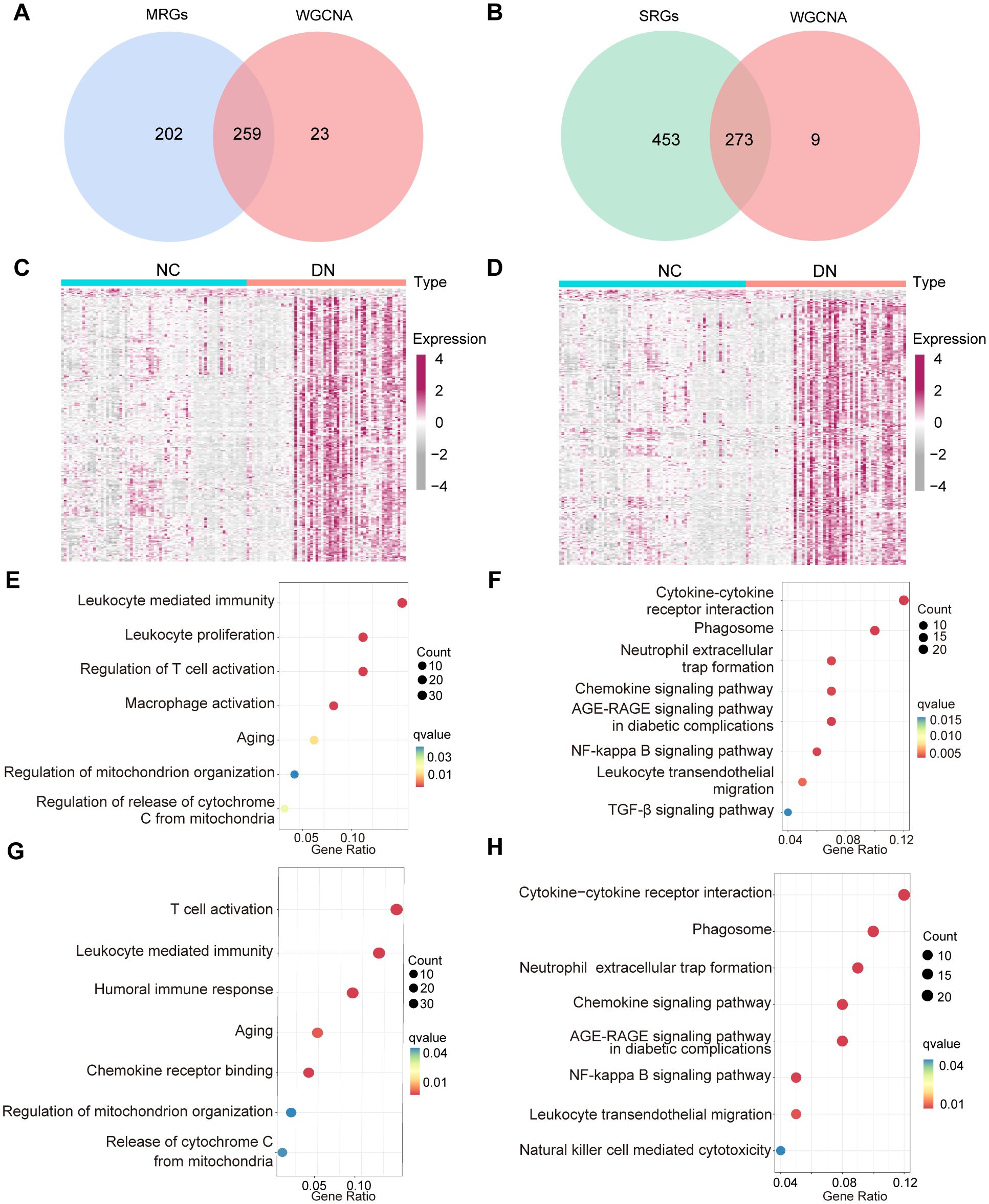 Venn diagrams (A and B) show overlapping gene sets between MRGs, SRGs, and WGCNA. Heatmaps (C and D) display gene expression levels across NC and DN types, with a color scale from -4 to 4. Dot plots (E-H) present pathways related to immunity, aging, and signaling, with dot size indicating gene count and color indicating q-value significance.