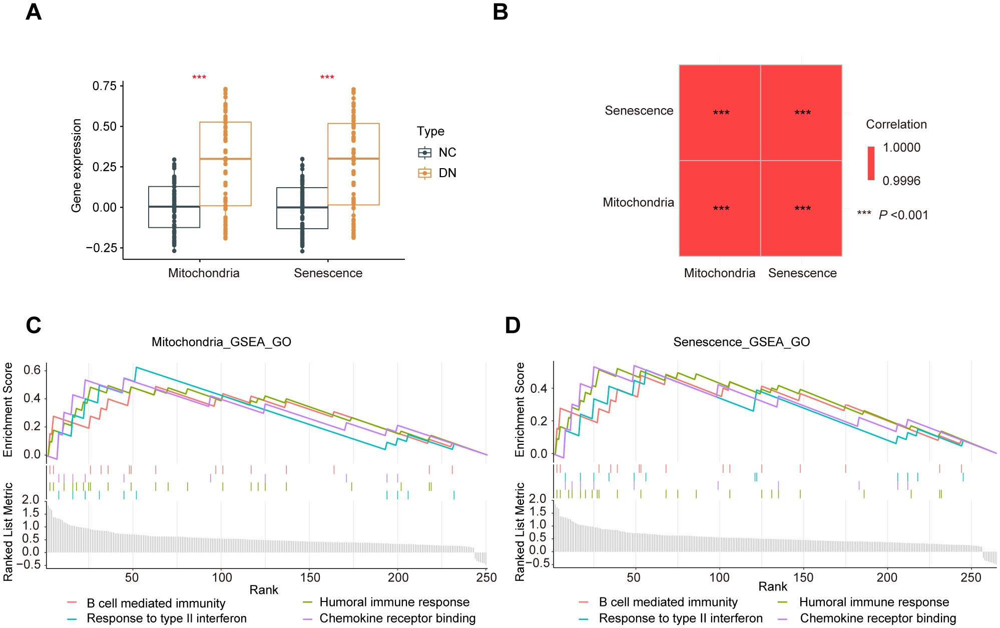 Graphical data compares gene expression, correlation, and enrichment related to mitochondria and senescence. Panel A shows box plots of gene expression for NC and DN types, with higher values for DN. Panel B displays a correlation matrix, indicating high correlation between senescence and mitochondria. Panels C and D present enrichment scores for mitochondria and senescence, respectively, across different immune responses, with similar patterns observed in both.