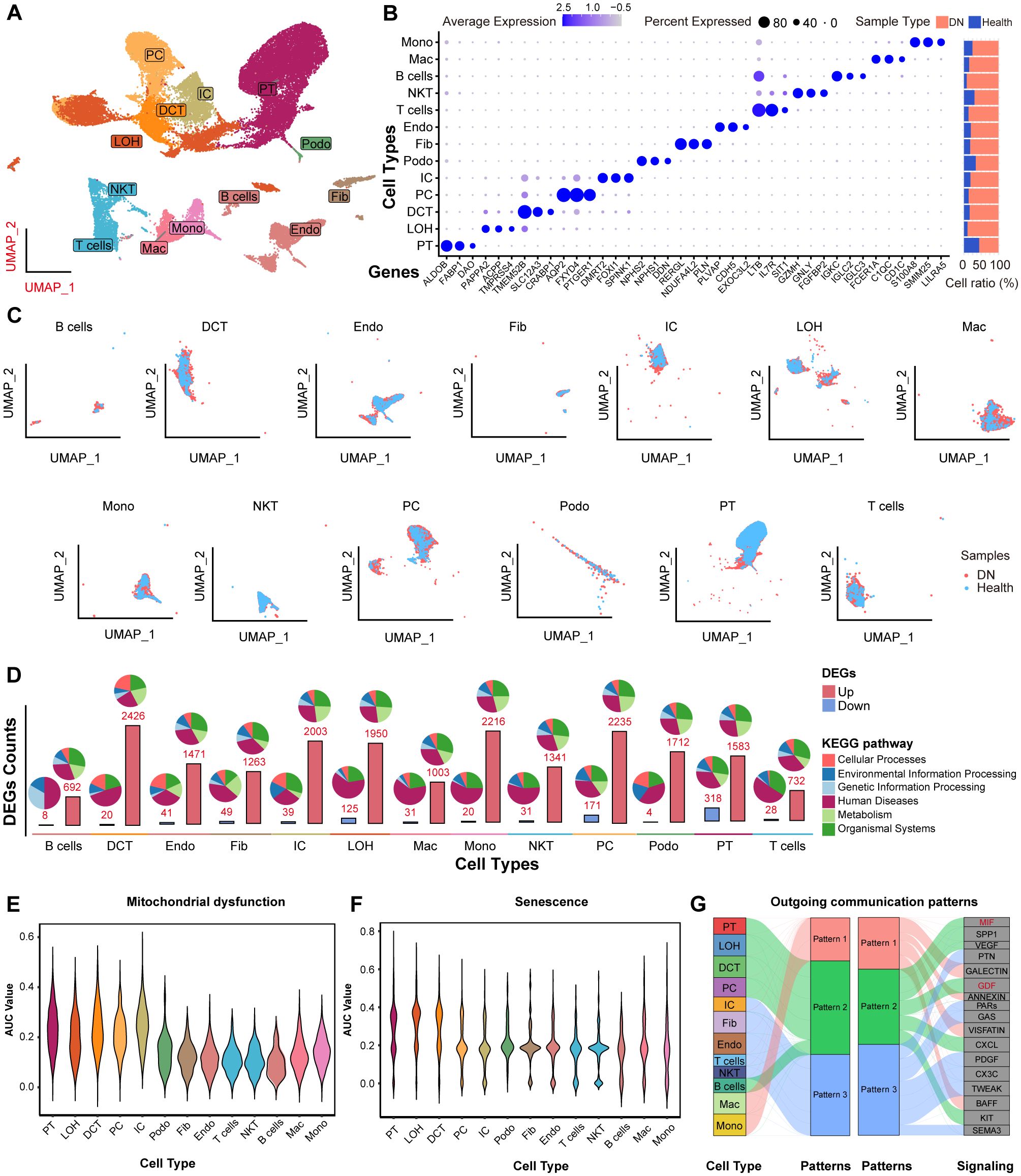 Multifaceted scientific diagram featuring diverse data visualizations related to cell types and health. Panel A shows a UMAP plot with clusters labeled by cell type: B cells, T cells, Fib, Mono, Mac, NKT, Endo, LOH, Podo, PT, IC, PC, and DCT. Panel B displays a dot plot showing average expression and percentage expressed for different sample types in health and DN. Panel C features UMAP plots for individual cell types comparing samples from DN and health. Panel D presents pie charts and bar graphs for differentially expressed genes (DEGs) and KEGG pathways in each cell type. Panels E and F show violin plots of AUC values for mitochondrial dysfunction and senescence across cell types. Panel G displays a communication pattern Sankey diagram linking cell types to signaling pathways.