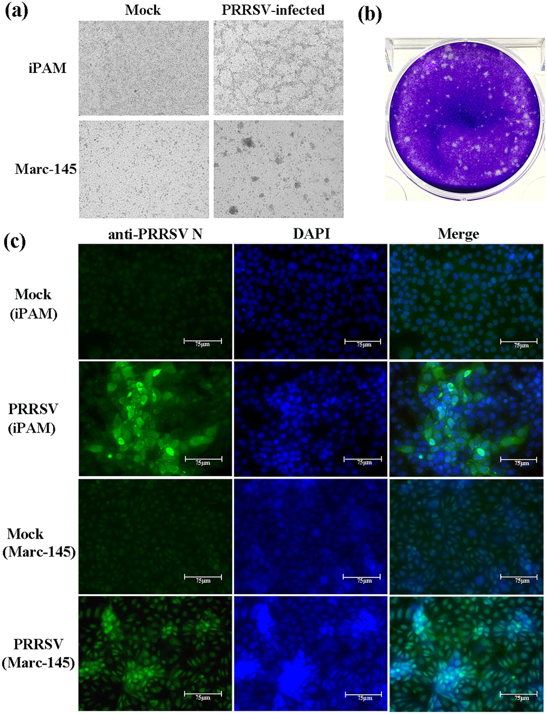 (a) Electron microscopy images show iPAM and Marc-145 cells, both mock and PRRSV-infected, depicting differences in cell structure. (b) Purple-stained six-well plate indicates viral plaques. (c) Fluorescence microscopy of iPAM and Marc-145 cells, mock and PRRSV-infected, labeled with anti-PRRSV N protein, DAPI, and merged images showing cellular and viral protein localization. Scale bars show 75 micrometers.