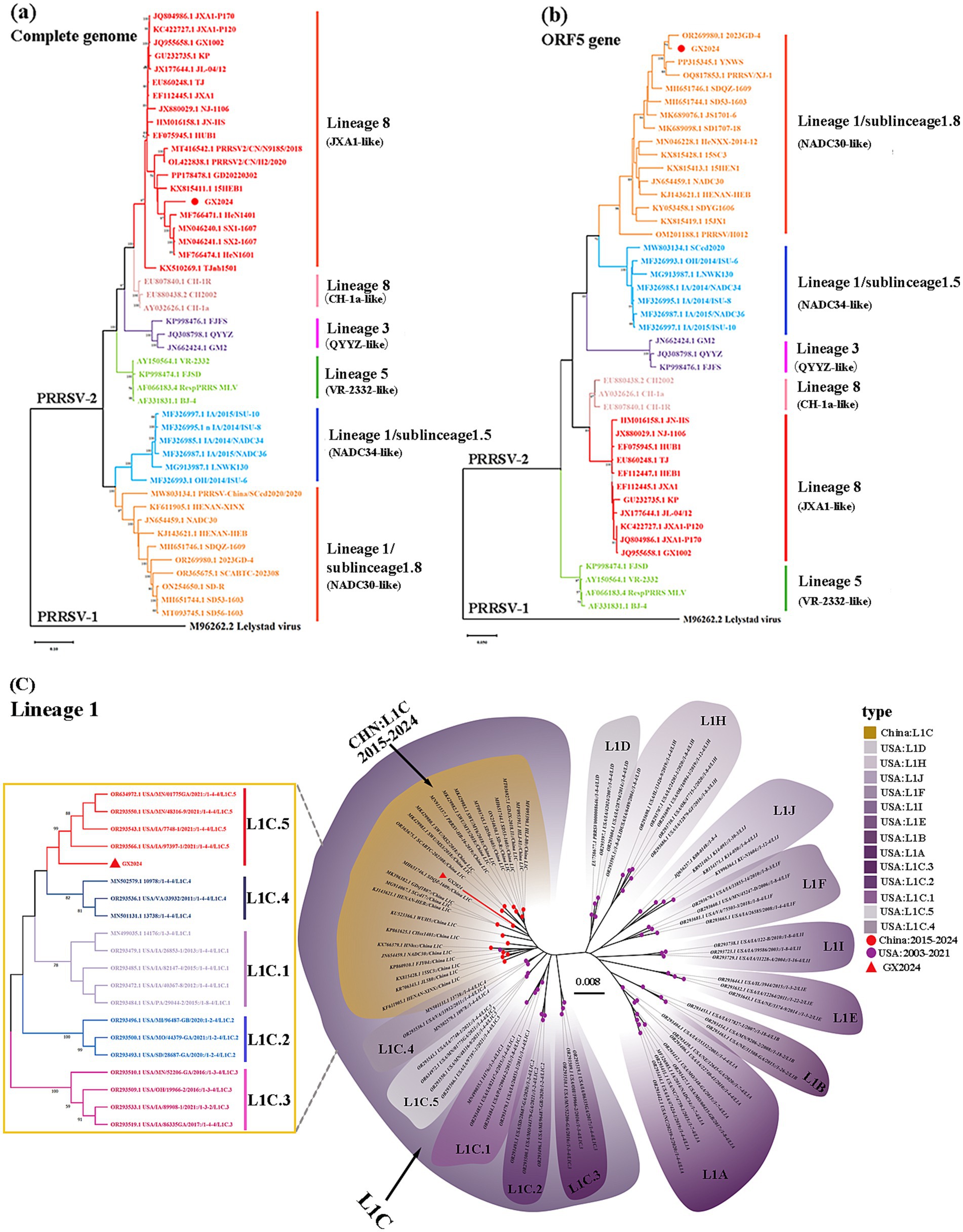 Phylogenetic analysis of PRRSV strains is shown in three panels. Panel (a) depicts a complete genome tree with lineages labeled and color-coded, such as JXA1-like (red) and CH-1a-like (orange). Panel (b) displays an ORF5 gene tree with similar lineages. Panel (c) features a detailed radial diagram of Lineage 1 with sub-lineages labeled, color-coded, and marked with symbols representing different countries and time periods.
