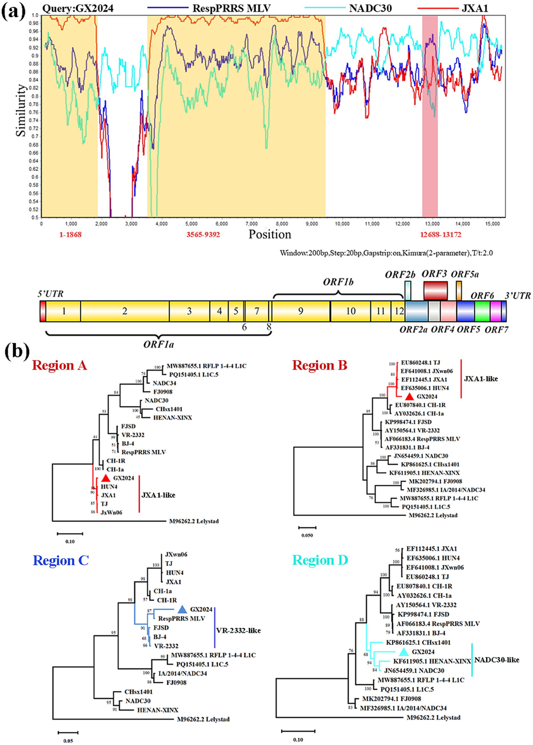 (a) A similarity plot comparing genetic sequences of GX2024, RespPRRS MLV, NADC30, and JXA1 across different positions, with specific regions highlighted. (b) Phylogenetic trees for regions A, B, C, and D, showing evolutionary relationships among various viral strains, with some grouped by type, like JXA1-like and NADC30-like.