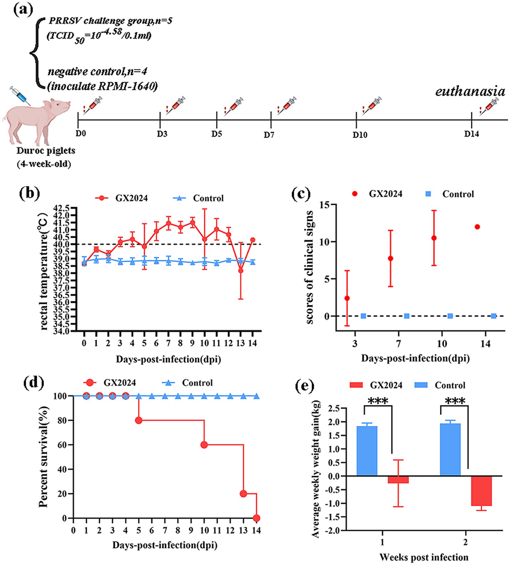(a) Diagram showing PRRSV challenge timeline for Duroc piglets with inoculation and euthanasia. (b) Line graph displaying rectal temperature trends for GX2024 and control groups over 14 days. (c) Bar graph showing clinical sign scores for both groups on days 3, 7, 10, and 14 post-infection. (d) Survival percentage graph across 14 days, contrasting GX2024 and control. (e) Bar chart illustrating average weekly weight gain in weeks one and two post-infection for both groups, highlighting significant differences.