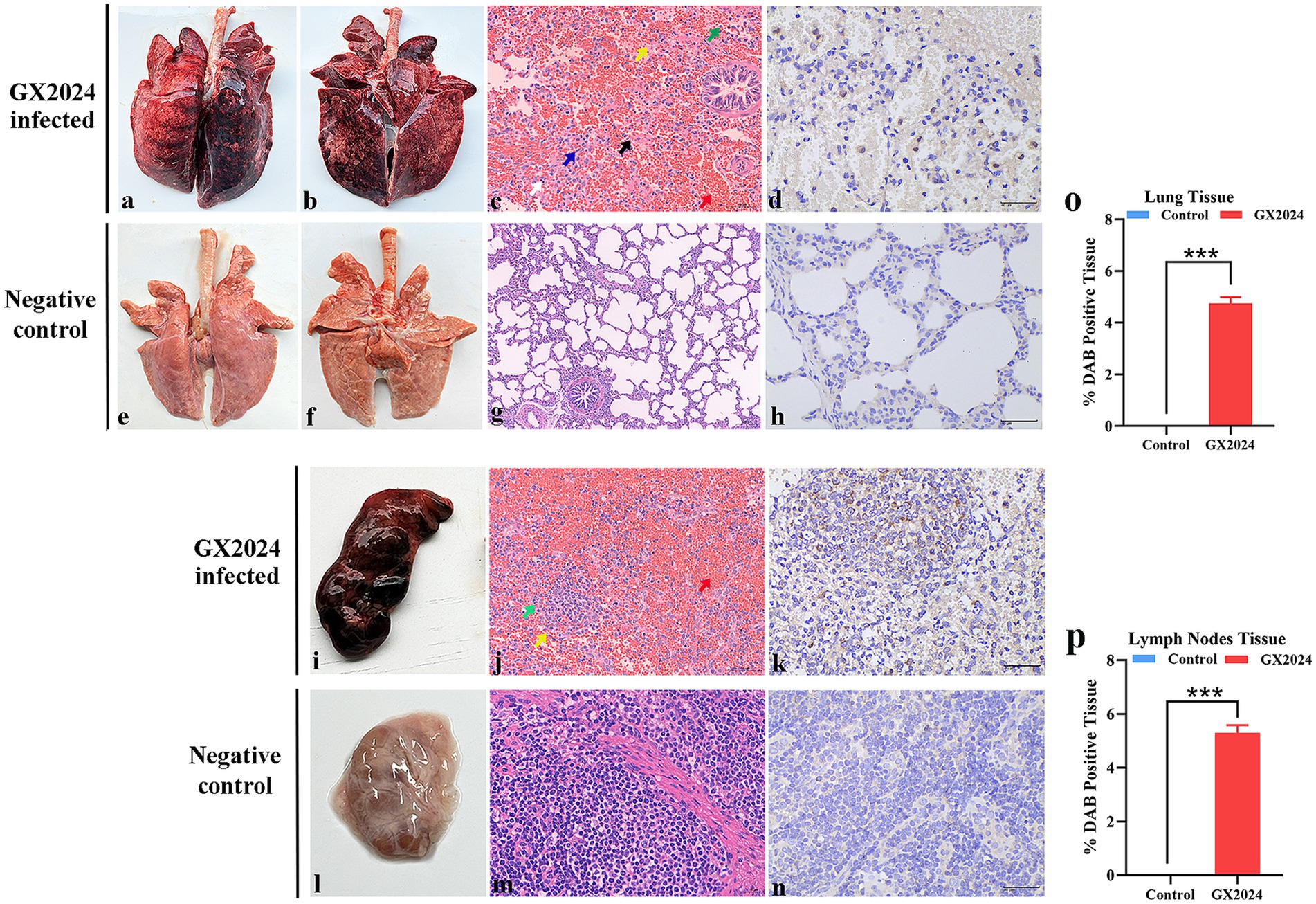 Images display the effects of GX2024 infection on lung and lymph node tissues compared to negative controls. Panels a-d show infected lungs with darker coloration and histological changes compared to the lighter, unaffected control lungs in panels e-h. Panels i-k display infected lymph nodes with visible tissue differences from the clear control in panels l-n. Bar charts (o, p) indicate a significant increase in DAB-positive tissue in GX2024 infected samples, denoted with asterisks.
