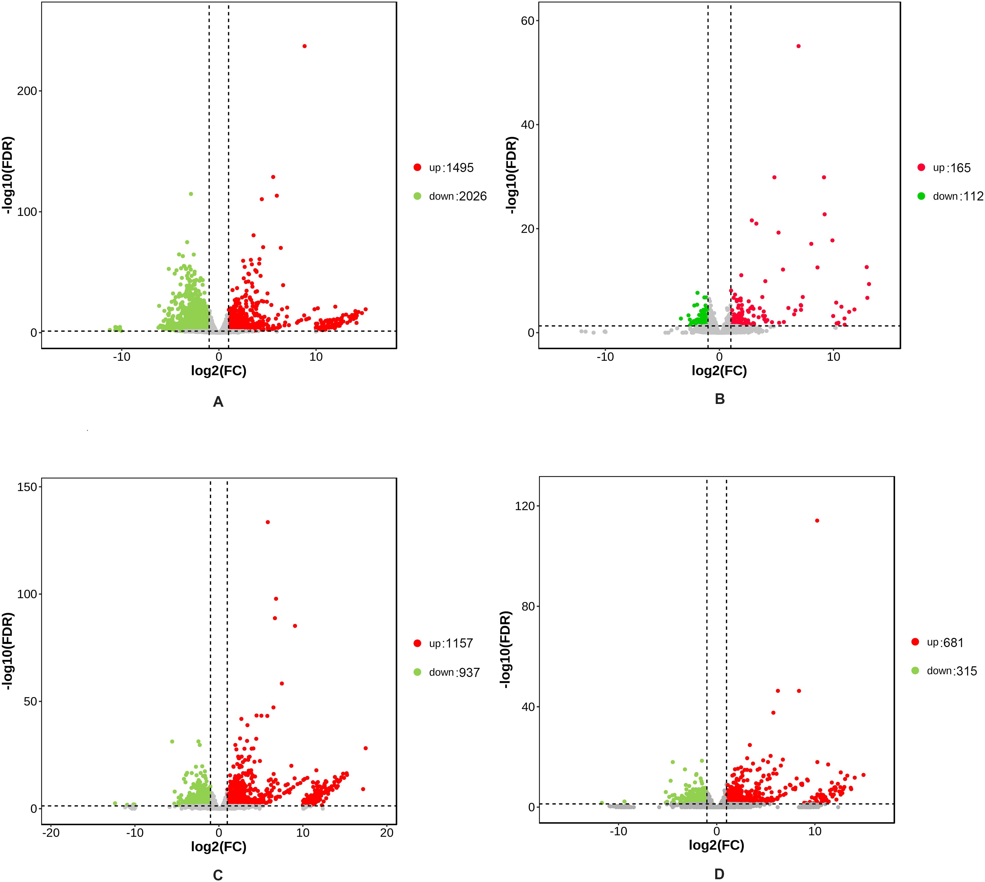 Four volcano plots labeled A, B, C, and D display gene expression data with log2 fold change on the x-axis and negative log10 false discovery rate on the y-axis. Red dots represent upregulated genes, and green dots represent downregulated genes, with counts for each quadrant. Panel A shows 1,495 upregulated and 2,026 downregulated, B shows 165 upregulated and 112 downregulated, C shows 1,157 upregulated and 937 downregulated, and D shows 681 upregulated and 315 downregulated.