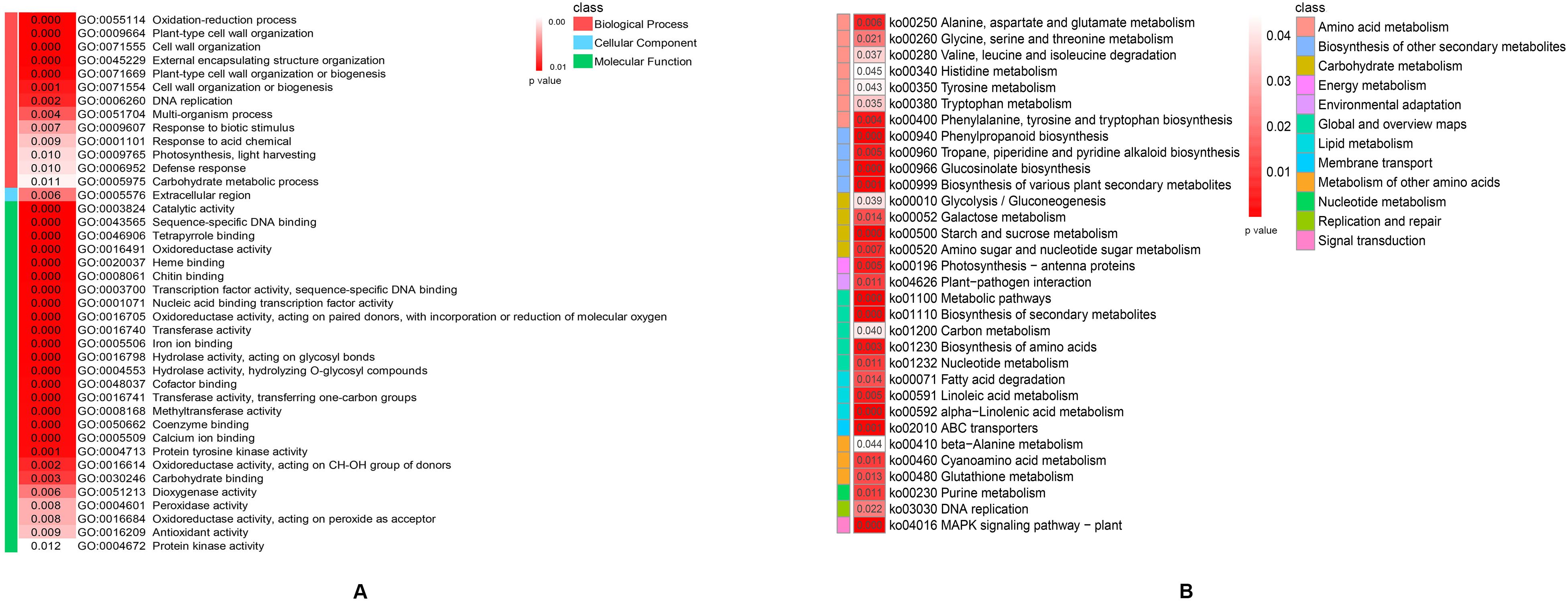 Heatmaps depict functional categorization of genes based on p-values, with panel A showing GO terms in categories: Biological Process, Cellular Component, and Molecular Function, and panel B listing KEGG pathways in categories like Amino Acid Metabolism, Energy Metabolism, and Signal Transduction. Color intensity indicates significance of each classification.