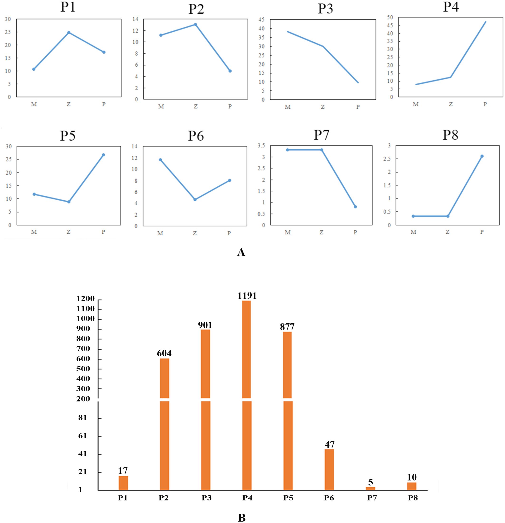 Graph A consists of eight line charts, labeled P1 to P8, each displaying trends over three points labeled M, Z, and P. Graph B is a bar chart showing values for P1 to P8, with P4 having the highest value at 1191 and P7 the lowest at 5.
