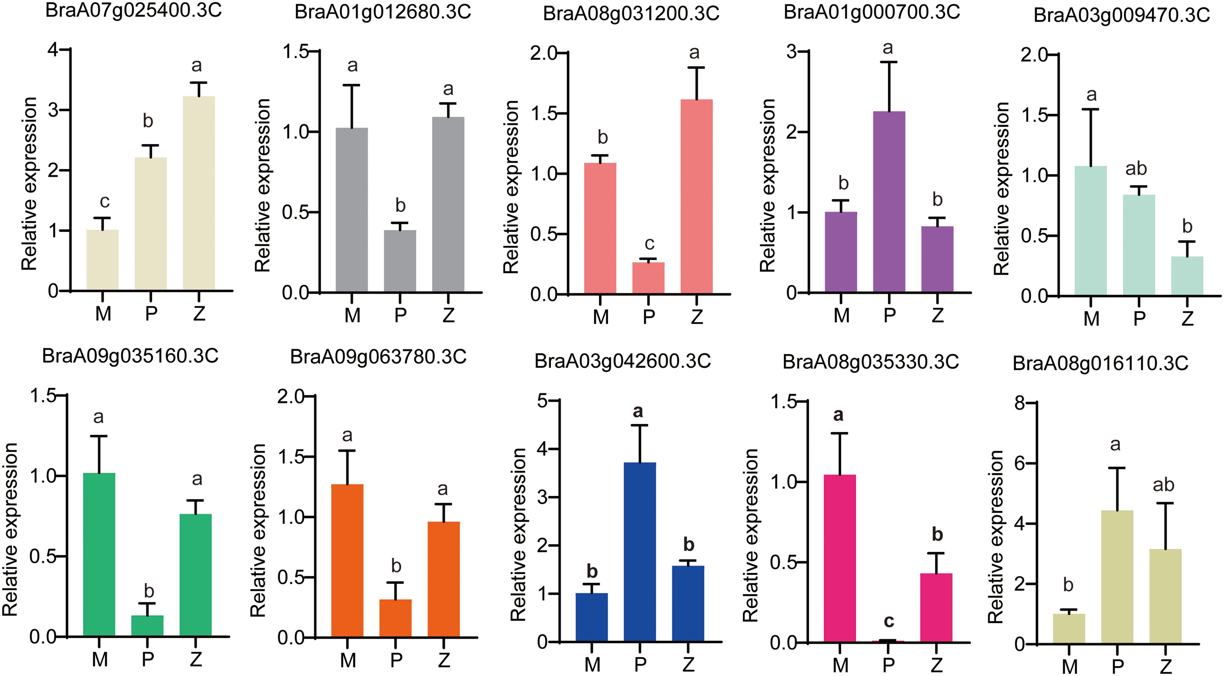 Bar charts show the relative expression levels of various genes (BraA07g025400.3C to BraA08g016110.3C) across three conditions: M, P, and Z. Each chart features bars with different heights and colors, indicating gene expression levels with corresponding error bars. Letters a, b, and c denote statistically significant differences between groups.