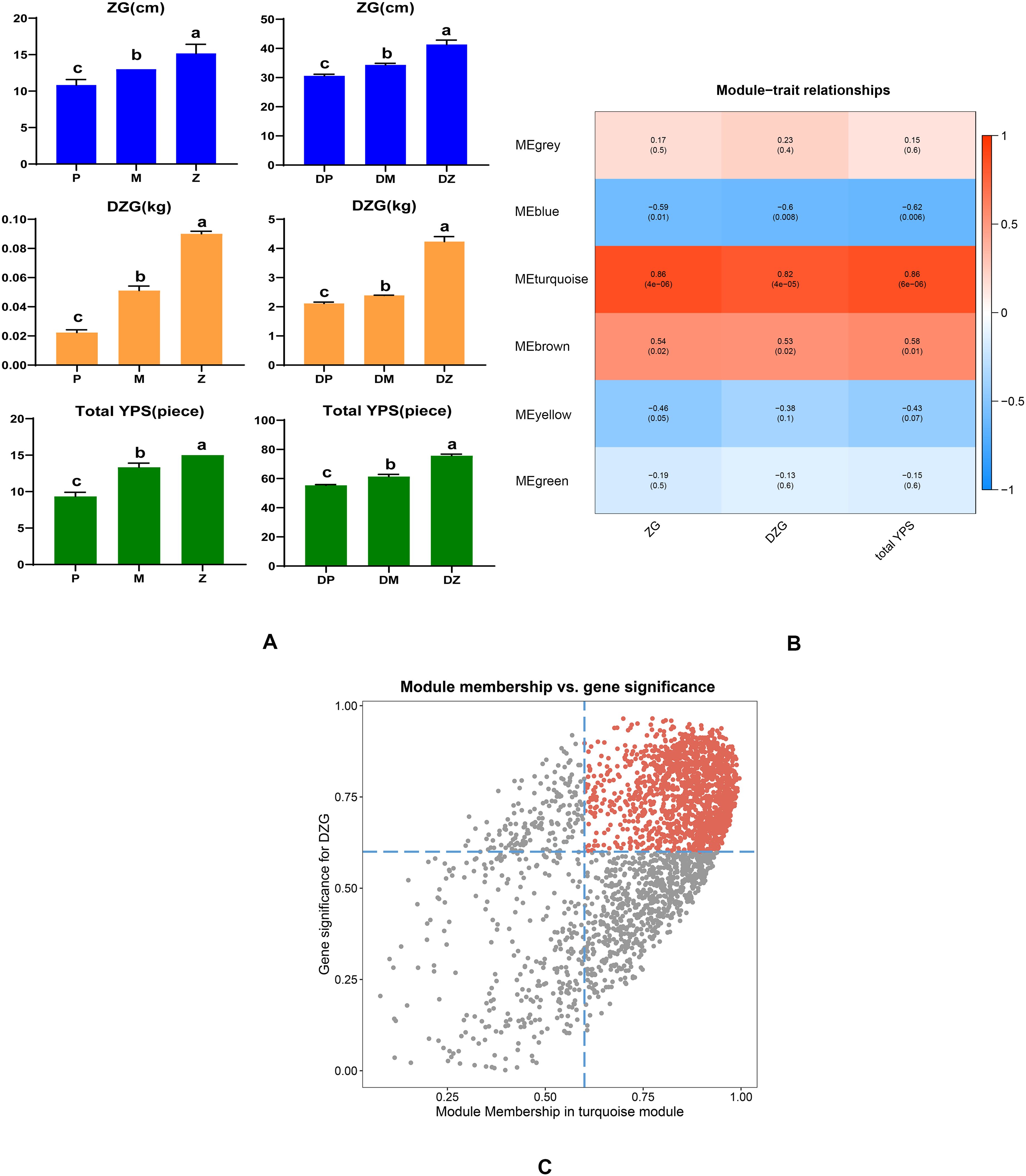 Figure A shows three bar charts comparing ZG, DZG, and Total YPS across conditions P, M, Z, and DP, DM, DZ, with significant differences marked by letters. Figure B is a heatmap illustrating module-trait relationships, where MEgrey, MEblue, MEturquoise, MEbrown, MEyellow, and MEgreen modules correlate with traits ZG, DZG, and Total YPS, with blue and red indicating negative and positive correlations. Figure C presents a scatter plot of module membership versus gene significance for DZG, highlighting a cluster of red points in the upper right quadrant.