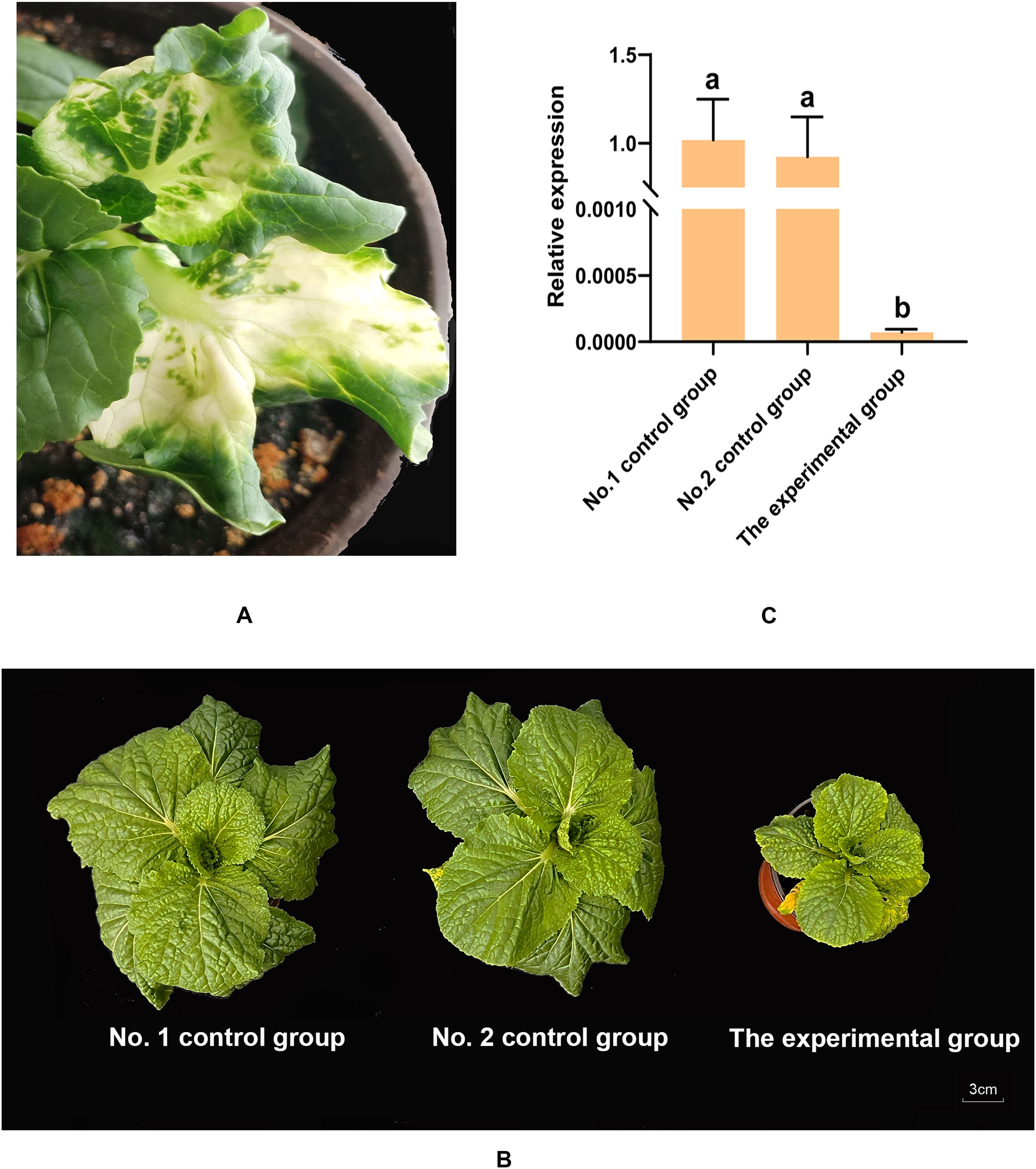 Panel A shows a close-up of a plant leaf with variegated green and white colors. Panel B displays three plants labeled No. 1 control group, No. 2 control group, and The experimental group, arranged left to right. Panel C is a bar graph showing relative expression levels of three groups, with the experimental group significantly lower than both control groups.