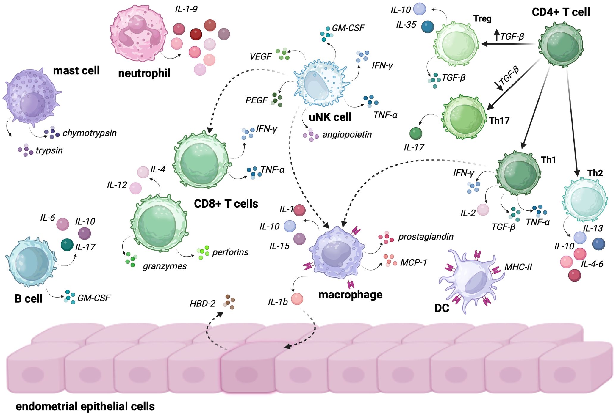 Diagram illustrating immune cell interactions with endometrial epithelial cells. It includes mast cells, neutrophils, CD8+ T cells, B cells, macrophages, uNK cells, CD4+ T cells, and DCs. Various cytokines and factors such as ILs, TNF-α, VEGF, and GM-CSF are shown, highlighting complex signaling pathways. Arrows indicate directions of influence among cells.