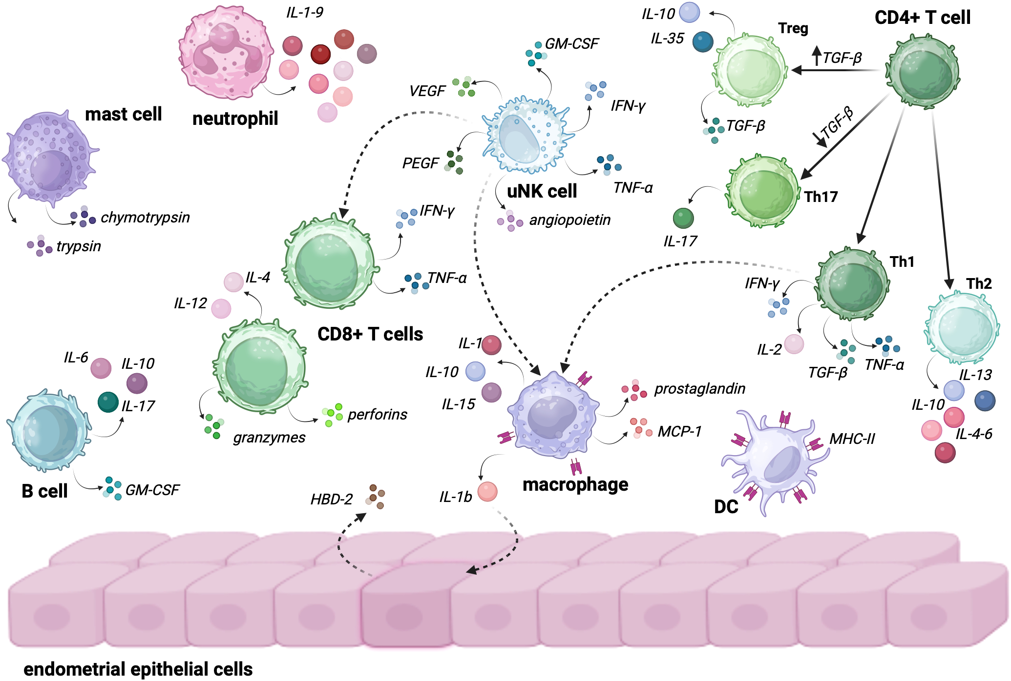 Diagram illustrating immune cell interactions with endometrial epithelial cells. It includes mast cells, neutrophils, CD8+ T cells, B cells, macrophages, uNK cells, CD4+ T cells, and DCs. Various cytokines and factors such as ILs, TNF-α, VEGF, and GM-CSF are shown, highlighting complex signaling pathways. Arrows indicate directions of influence among cells.
