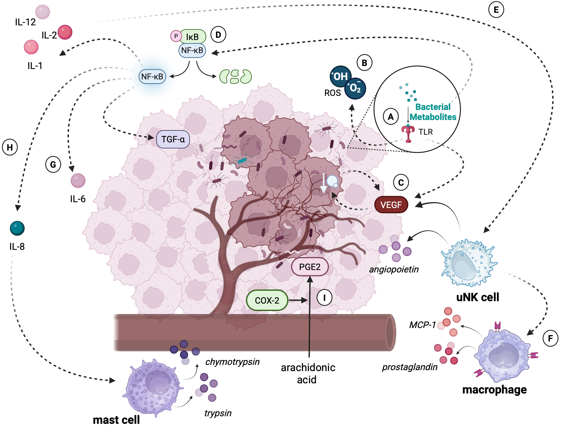 Diagram illustrating the interaction of various cellular and molecular components in an inflammatory response. It includes elements like IL-1, IL-2, and other interleukins, NF-kB signaling, and factors like TGF-alpha, VEGF, and COX-2. Bacterial metabolites interact with TLRs, influencing reactive oxygen species production. Cells such as uNK cells, macrophages, and mast cells are shown interacting with these molecules, contributing to inflammation through pathways like arachidonic acid metabolism and cytokine release. Visual flow is depicted with arrows indicating directionality of interactions.