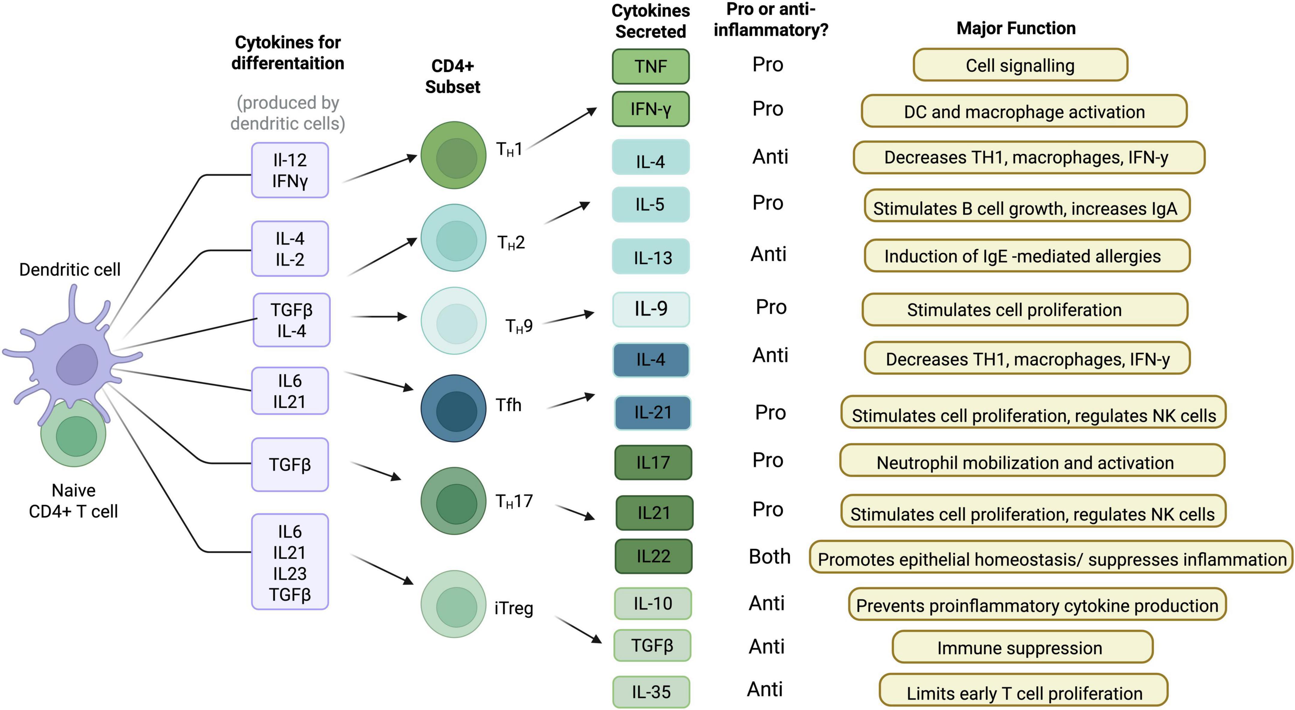 Diagram showing cytokine differentiation by dendritic cells leading to various CD4+ subsets, each secreting different cytokines. Functions are categorized as pro- or anti-inflammatory, detailing roles like cell signaling, B cell growth, immune suppression, and inflammation regulation.