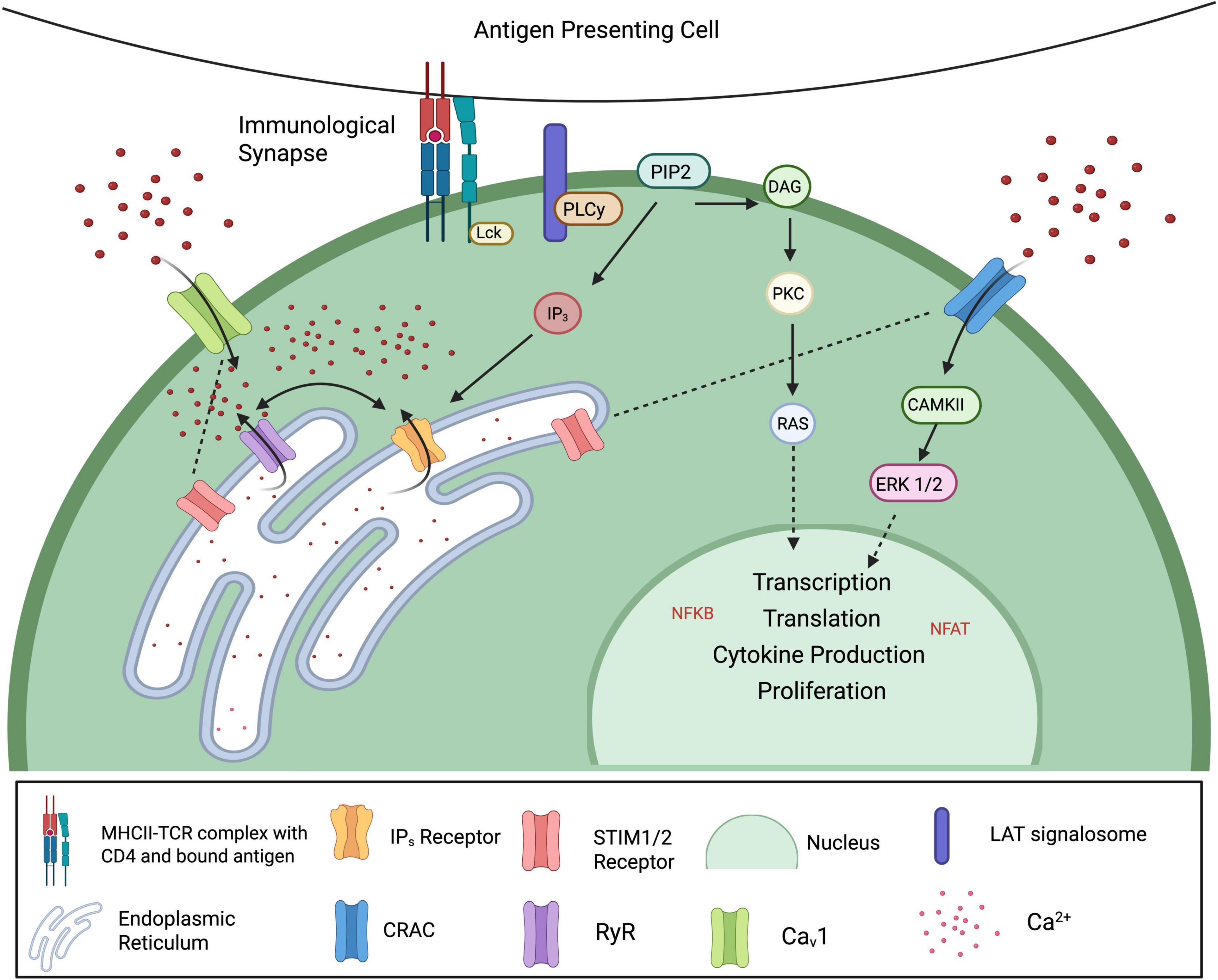 Diagram of T cell activation showing signal transduction pathways. An antigen-presenting cell interacts with a T cell via the immunological synapse. Key components include PLC?, PIP2, and PKC. Arrows indicate signaling cascades leading to activation of transcription factors NFKB and NFAT, resulting in transcription, translation, cytokine production, and proliferation. Involvement of IP?, CAMKII, and ERK 1/2 is noted. The endoplasmic reticulum, CRAC, RyR, and Ca2? play roles in calcium signaling. The legend provides symbol descriptions for various molecular components.