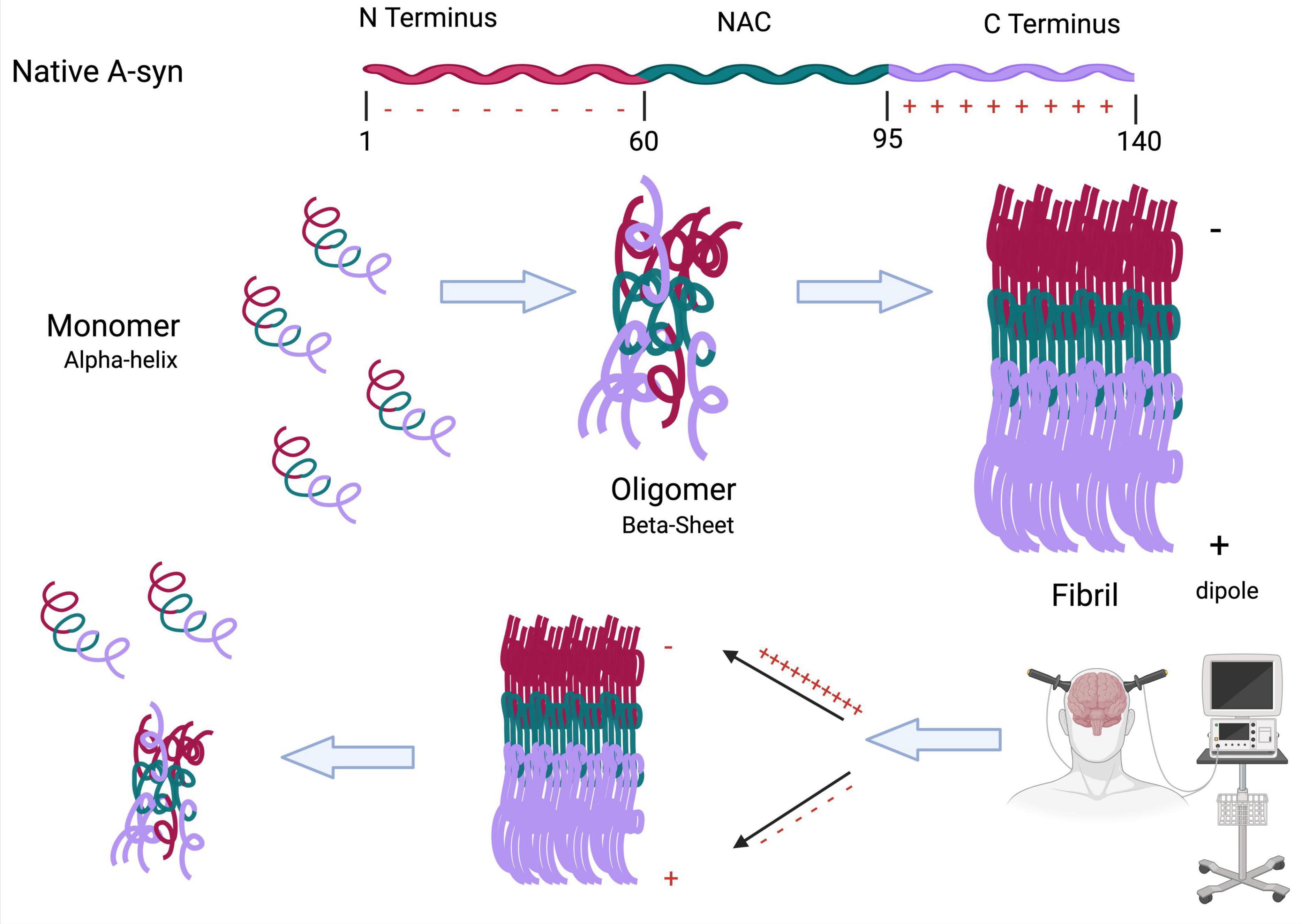 “Diagram illustrating the structural transformation of alpha-synuclein (A-syn) and its implications. The figure depicts the conformational shift of alpha-synuclein from its native monomeric (alpha-helical) form to oligomers (beta-sheet-rich structures) and ultimately into fibrillar aggregates. The schematic includes a linear representation of the protein from the N terminus to the C terminus, highlighting the NAC region and charge distribution, which contributes to dipole formation during fibrillization. The diagram also illustrates the potential reversibility of fibrils back to oligomers or monomers, possibly modulated by neuromodulatory stimulation, as suggested by the inclusion of medical equipment targeting the brain.”