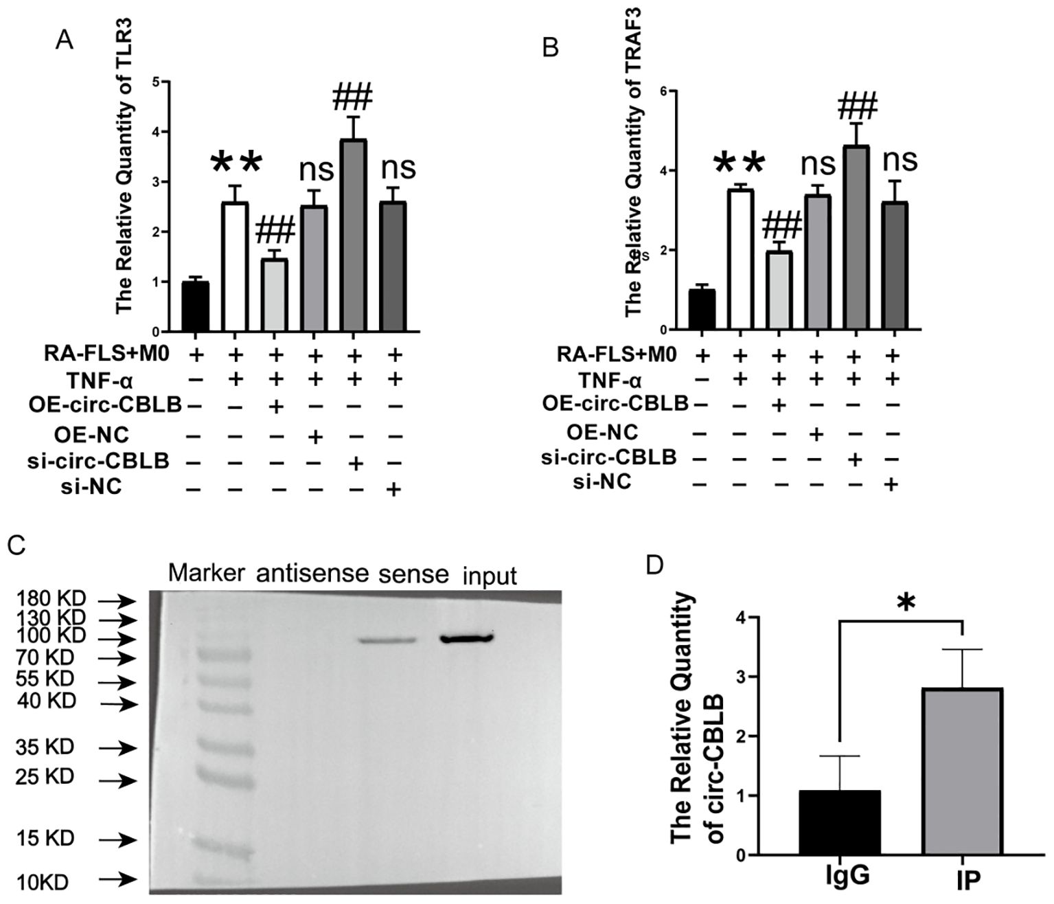 Bar graphs (A and B) show relative quantities of TLR3 and TRAF3 under various conditions with significant differences marked by asterisks and hashtags. Panel C shows a protein gel with a marker and lanes labeled “antisense”, “sense”, and “input”. Graph D displays the relative quantity of circ-CBLB, with IP showing a significant increase compared to IgG, indicated by an asterisk.