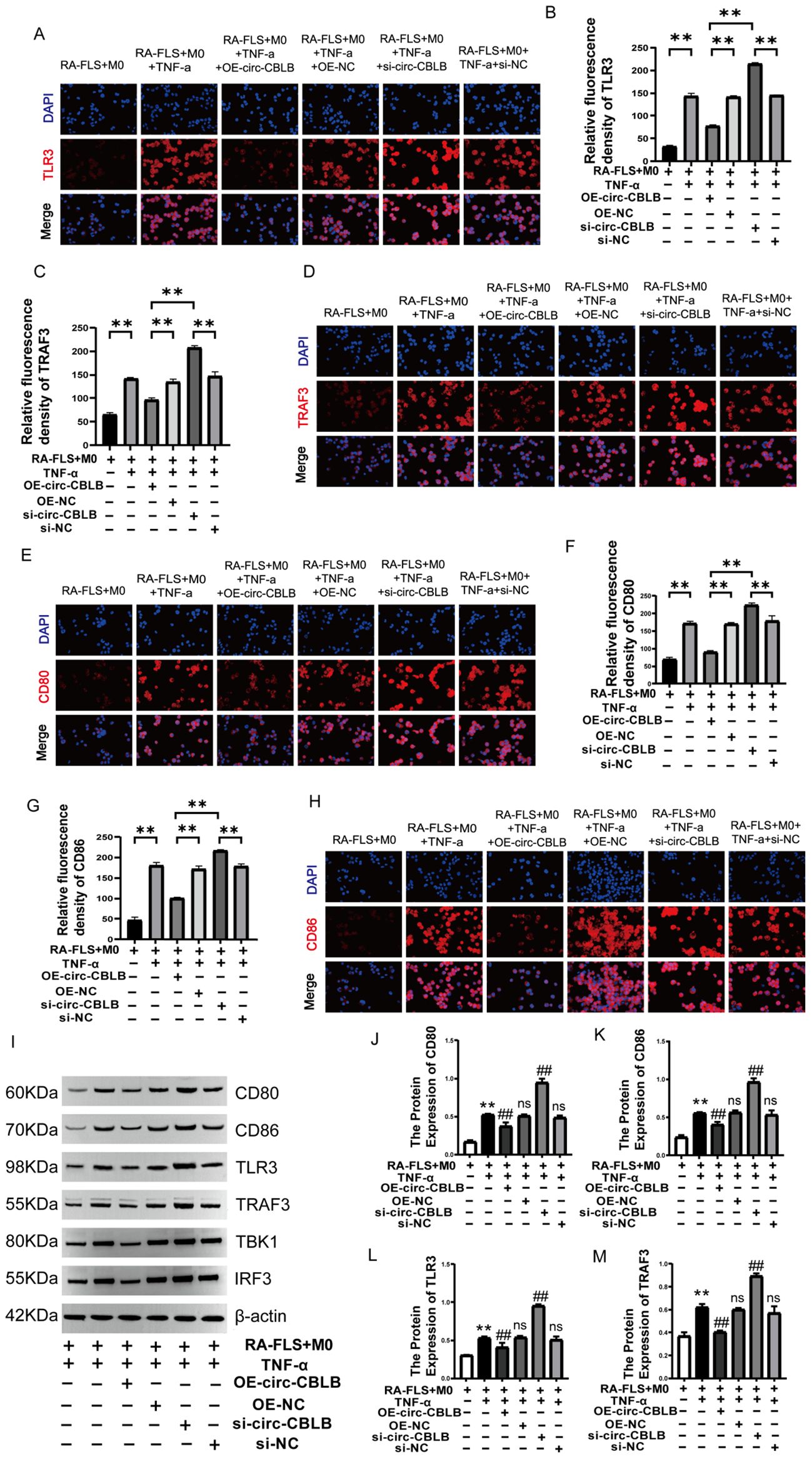 Fluorescent microscopy and Western blot images depict the effects of various treatments on RA-FLS+M0 cells with staining for TLR3, TRAF3, CD80, and CD86 proteins. Panels A, D, E, and H show DAPI (blue) and protein-specific (red) fluorescence, with merged images below. Graphs in panels B, C, F, G, J, K, L, and M illustrate relative fluorescence and protein expression levels across different treatment groups, with significant differences marked by asterisks. Panel I provides a Western blot analysis for associated proteins with a loading control using β-actin.