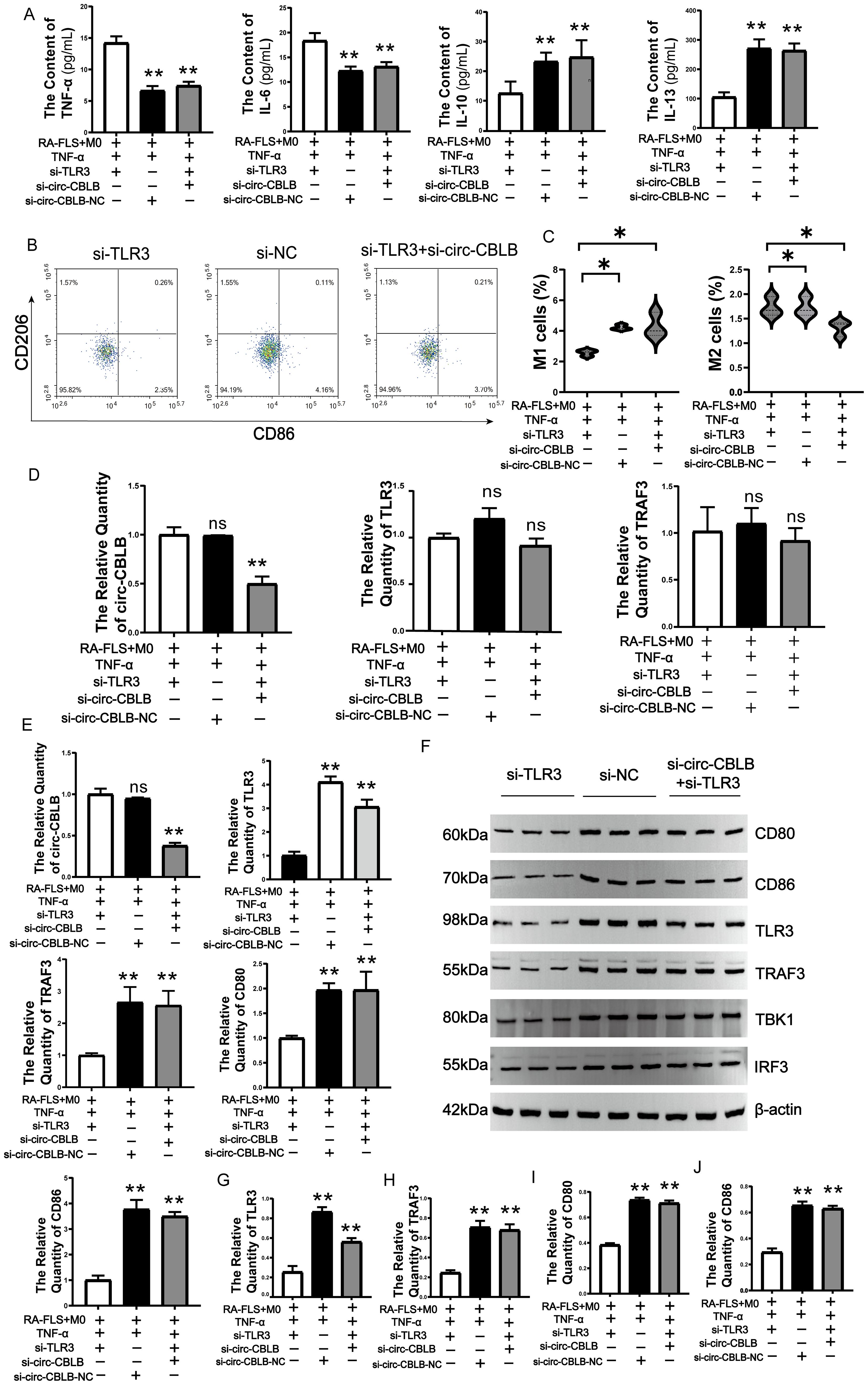 Several panels display experimental data on the effects of genetic manipulations on inflammatory markers in different conditions. Panel A shows bar graphs of cytokine content. Panel B contains flow cytometry dot plots of CD206 and CD86 expression. Panel C presents violin plots of M1 and M2 cell percentages. Panel D depicts bar graphs measuring the relative quantities of circ-CBLB, TLR3, and TRAF3. Panel E includes further bar graphs on circ-CBLB, TLR3, TRAF3, CD80, and CD86. Panel F shows a Western blot with bands for CD80, CD86, TLR3, TRAF3, TBK1, IRF3, and β-actin.