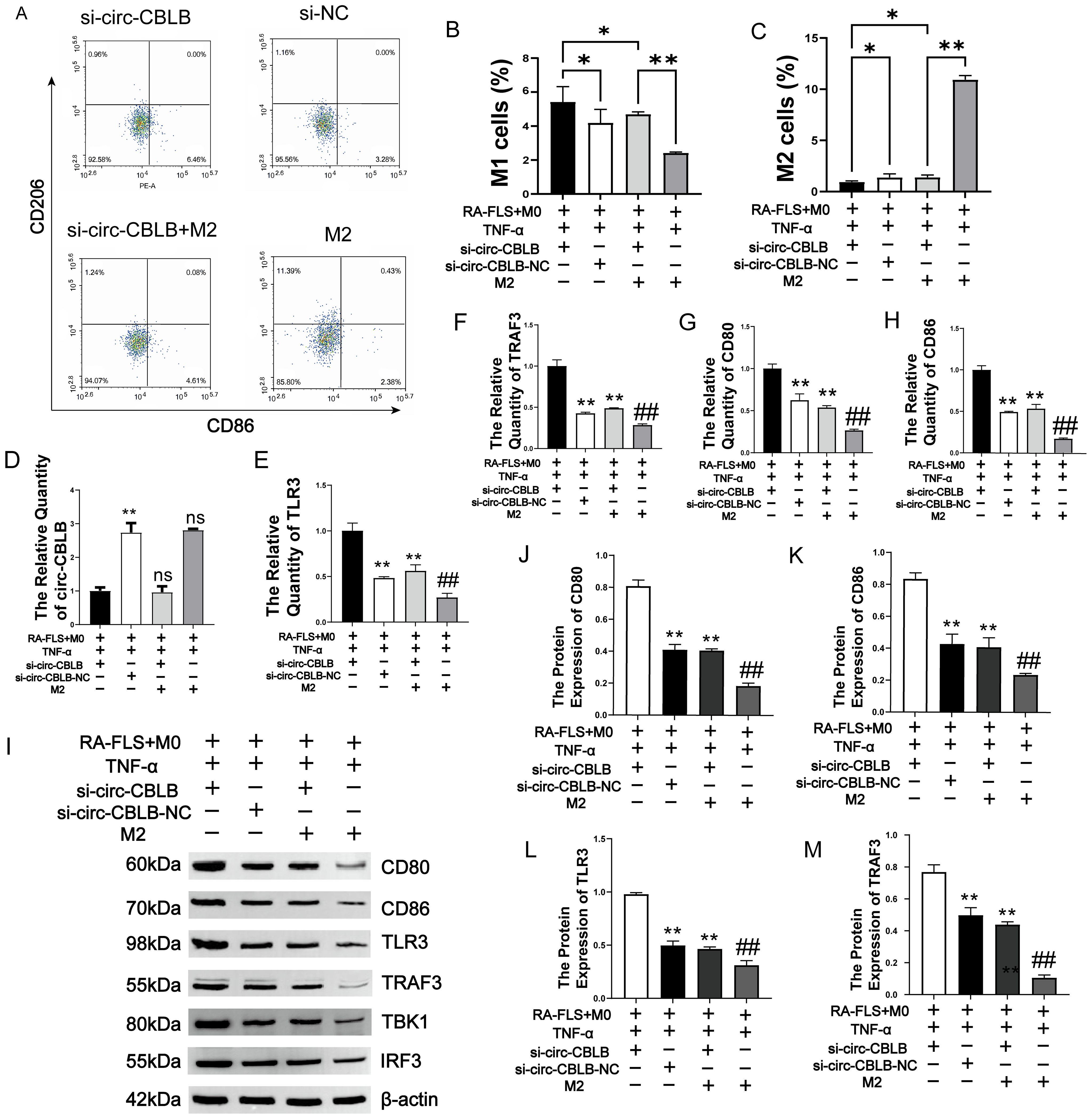Flow cytometry plots and bar graphs illustrating the effects of different treatments on M1 and M2 cell populations. Panels A to M detail various conditions using markers like CD80, CD86, TLR3, and TRAF3. Statistical comparisons indicate significant differences with asterisks and hash marks. Panel I displays Western blot results showing protein expression levels under different conditions, with labels for CD80, CD86, TLR3, TRAF3, TBK1, IRF3, and β-actin. Overall, the data visualizes the impact of si-circ-CBLB and other treatments on cellular and protein expression profiles in the given experimental setup.