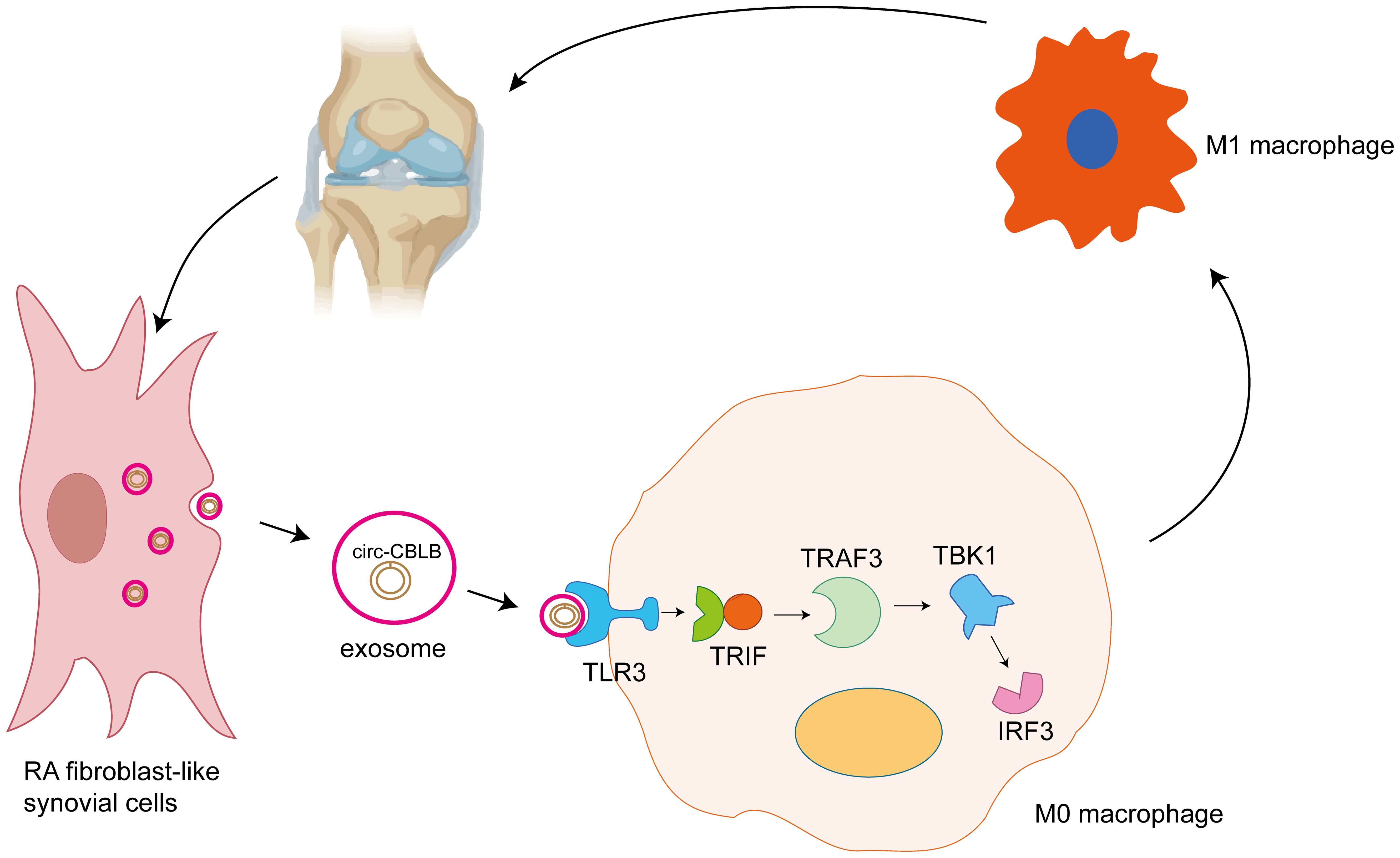 Illustration depicting the process of RA fibroblast-like synovial cells releasing circ-CBLB in exosomes. These exosomes activate M0 macrophages via TLR3, leading to signaling through TRIF, TRAF3, TBK1, and IRF3, resulting in the transformation into M1 macrophages. An image of a joint is included to indicate relevance to rheumatoid arthritis.