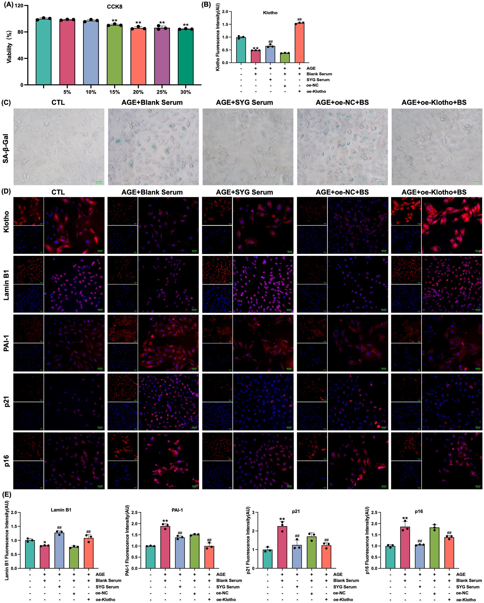 (A) Bar chart showing cell viability percentages across various treatment concentrations. (B) Bar chart displaying mean fluorescence intensity of Klotho expression under different conditions. (C) Microscopic images of cells stained for SA-β-Gal under different treatments: CTL, AGE+Blank Serum, AGE+SYG Serum, AGE+oe-NC+BS, and AGE+oe-Klotho+BS. (D) Immunofluorescence images showing expressions of Klotho, Lamin B1, PAI-1, p21, and p16 in cells under the same treatments. (E) Bar charts depicting fluorescence intensity for Lamin B1, PAI-1, p21, and p16 under the same conditions.