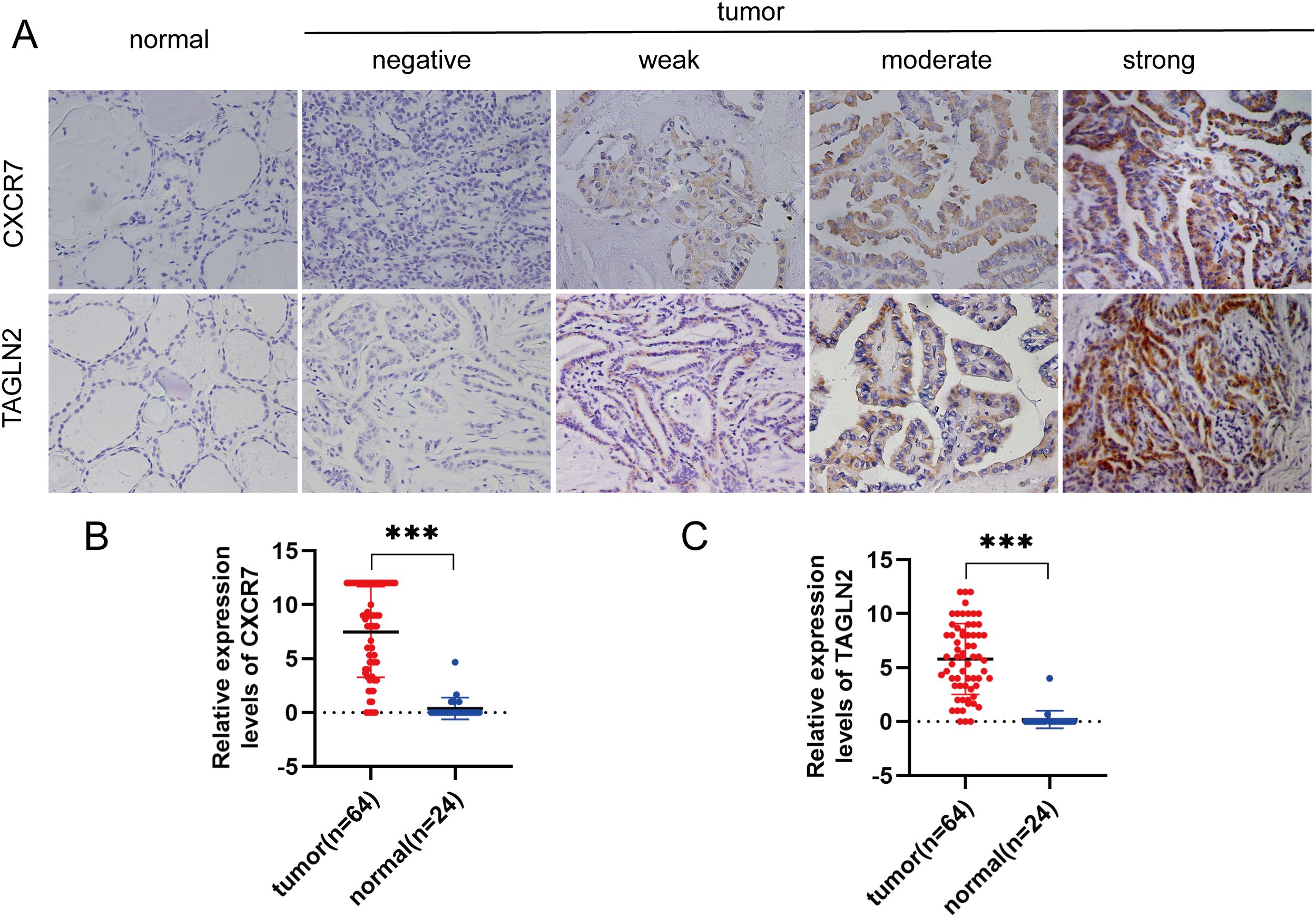 Panel A shows tissue staining for CXCR7 and TAGLN2 in normal and tumor samples, graded from negative to strong. Panels B and C display scatter plots showing significantly higher expression levels of CXCR7 and TAGLN2 in tumor samples compared to normal samples, with statistical significance indicated by triple asterisks.