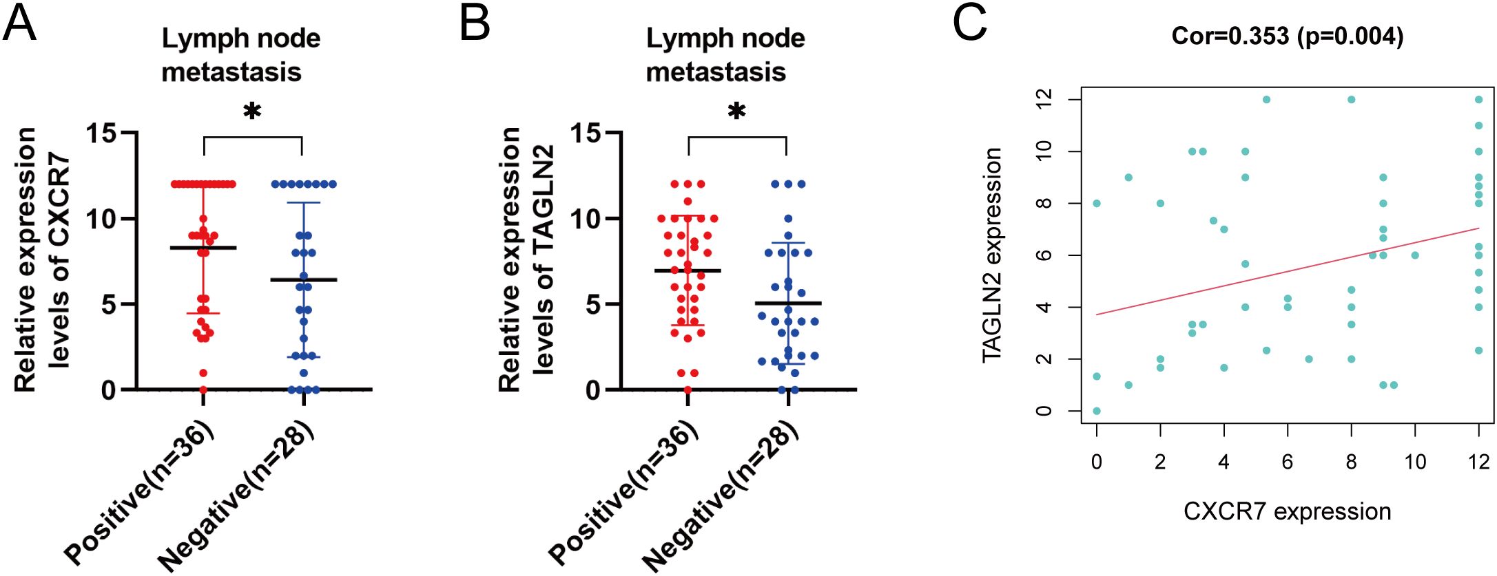 Three-part image showing lymph node metastasis data. Panel A: Dot plot comparing CXCR7 expression between positive (red) and negative (blue) groups, showing higher expression in positive (n=36) than negative (n=28) with asterisk indicating significance. Panel B: Similar dot plot for TAGLN2 expression also indicating significant difference with asterisk. Panel C: Scatter plot illustrating a positive correlation (r=0.353, p=0.004) between CXCR7 and TAGLN2 expression with a trend line.