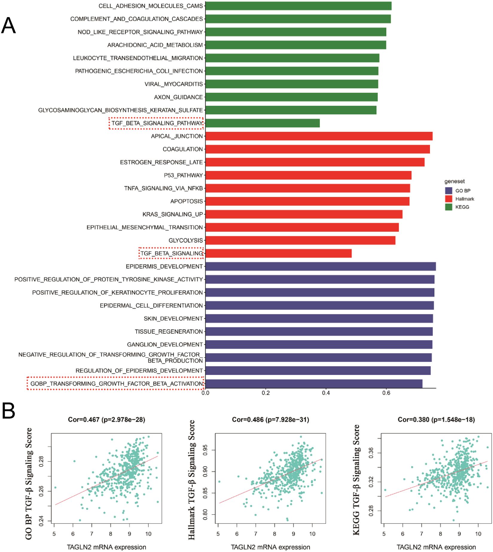 Bar graph and scatter plots depicting gene set activity and correlations. Section A displays bar graphs for various pathways and processes, grouped by geneset, with colors representing GO BP, Hallmark, and KEGG categories. Section B features three scatter plots showing positive correlations between TAGLN2 mRNA expression and TGF-beta signaling scores across GO BP (correlation 0.467), Hallmark (correlation 0.486), and KEGG (correlation 0.380) categories.