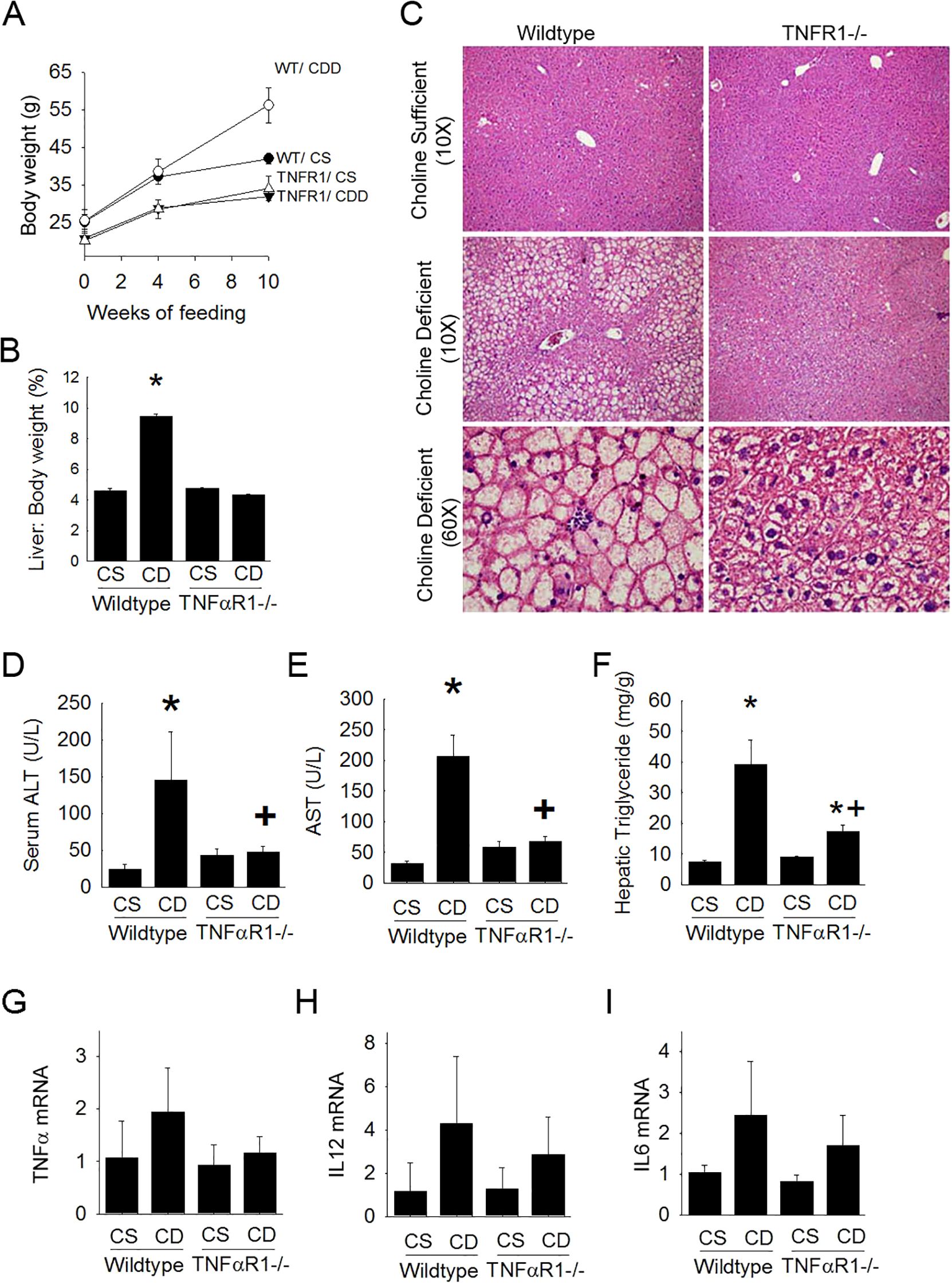 Graph and images showing the effects of diet and genotype on mice. (A) Line graph of body weight over ten weeks for wildtype and TNFR1-deficient mice on choline sufficient (CS) or deficient (CD) diets. (B) Bar chart of liver weight as a percentage of body weight. (C) Liver histology images comparing wildtype and TNFR1-deficient mice under different diet conditions at magnifications of 10x and 60x. (D-F) Bar charts of serum ALT, AST, and hepatic triglycerides, respectively. (G-I) Bar charts of TNFα, IL12, and IL6 mRNA levels across conditions. Asterisks and plus signs indicate significant differences.
