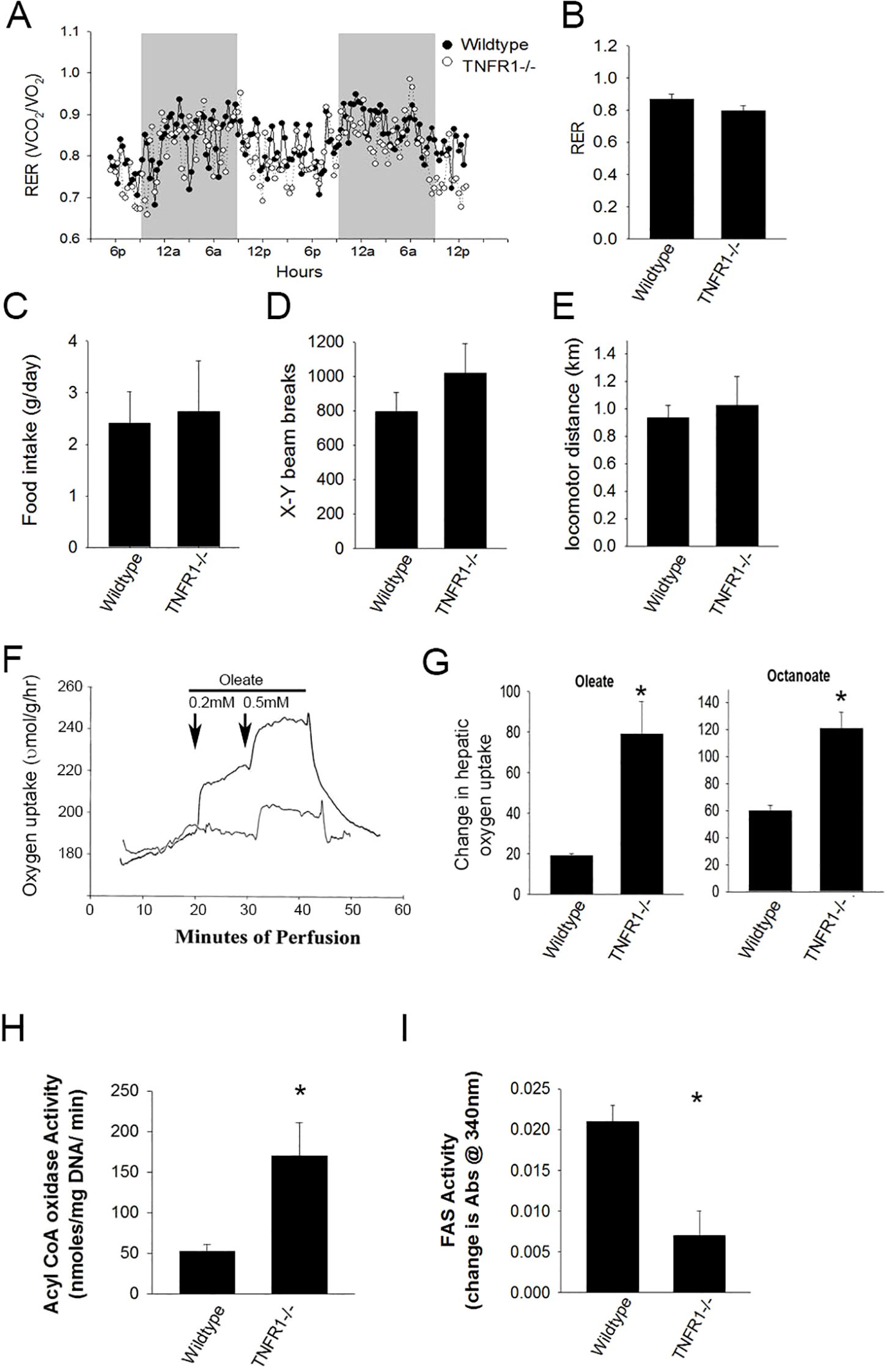 Panel A shows a line graph of the respiratory exchange ratio (RER) over time for wildtype and TNFR1-/- mice. Panel B displays a bar graph comparing RER levels between these groups. Panel C shows food intake. Panel D presents X-Y beam breaks. Panel E illustrates locomotor distance. Panel F is a line graph showing hepatic oxygen uptake during perfusion with oleate. Panel G compares changes in hepatic oxygen uptake with oleate and octanoate. Panel H depicts acyl CoA oxidase activity. Panel I shows fatty acid synthase (FAS) activity, with TNFR1-/- showing significant differences.