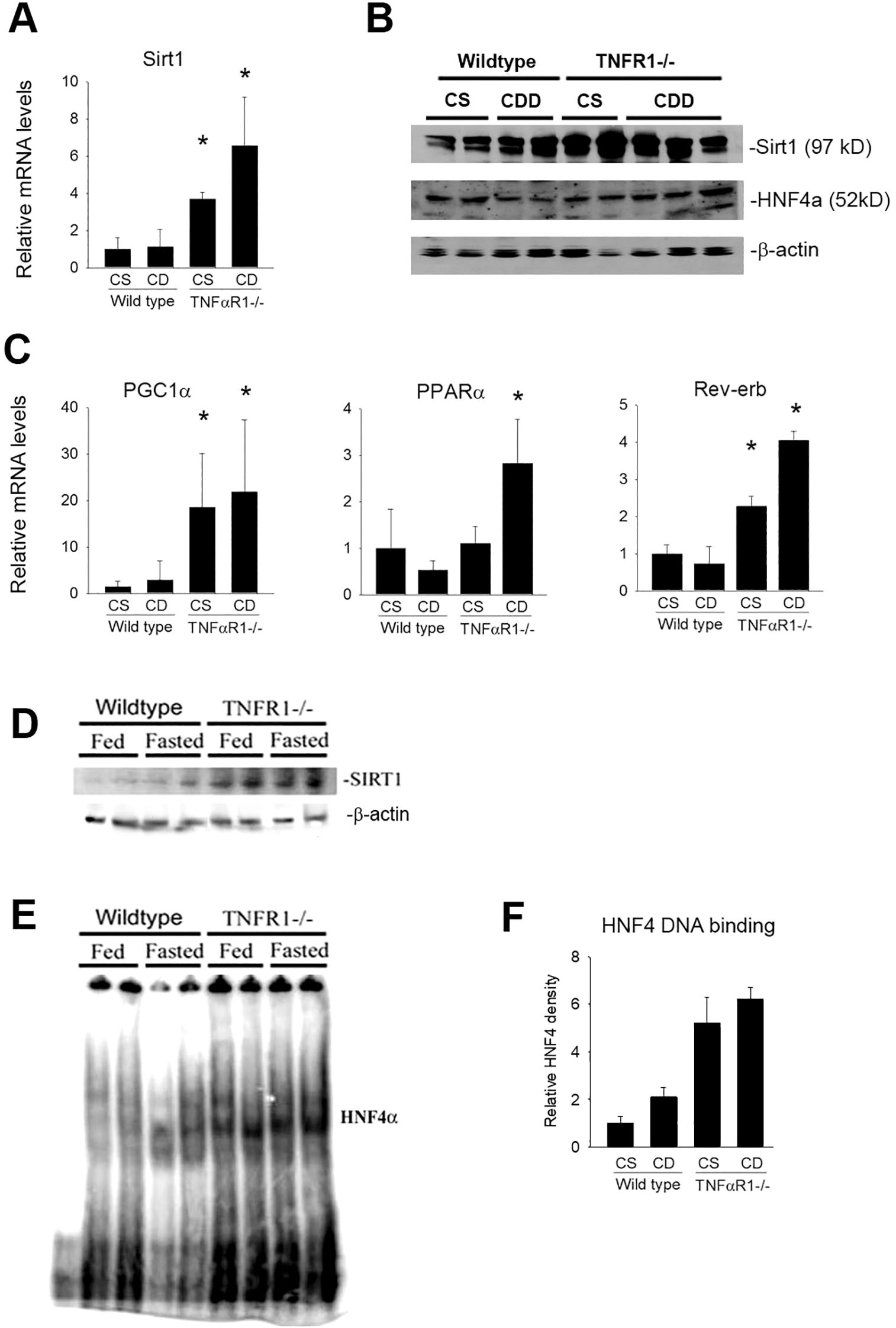Charts and blots illustrate expression levels and activity related to Sirt1, PGC1α, PPARα, Rev-erb, and HNF4α in wild type and TNFR1-/- mice. Panels A, C, and F show bar graphs comparing relative mRNA levels and DNA binding. Panels B and D show Western blots for Sirt1 and HNF4α under different conditions. Panel E displays an EMSA for HNF4α. Data highlights differences in gene expression and protein activity between wild type and TNFR1-/- under various conditions, including fed and fasted states. Asterisks indicate statistical significance.