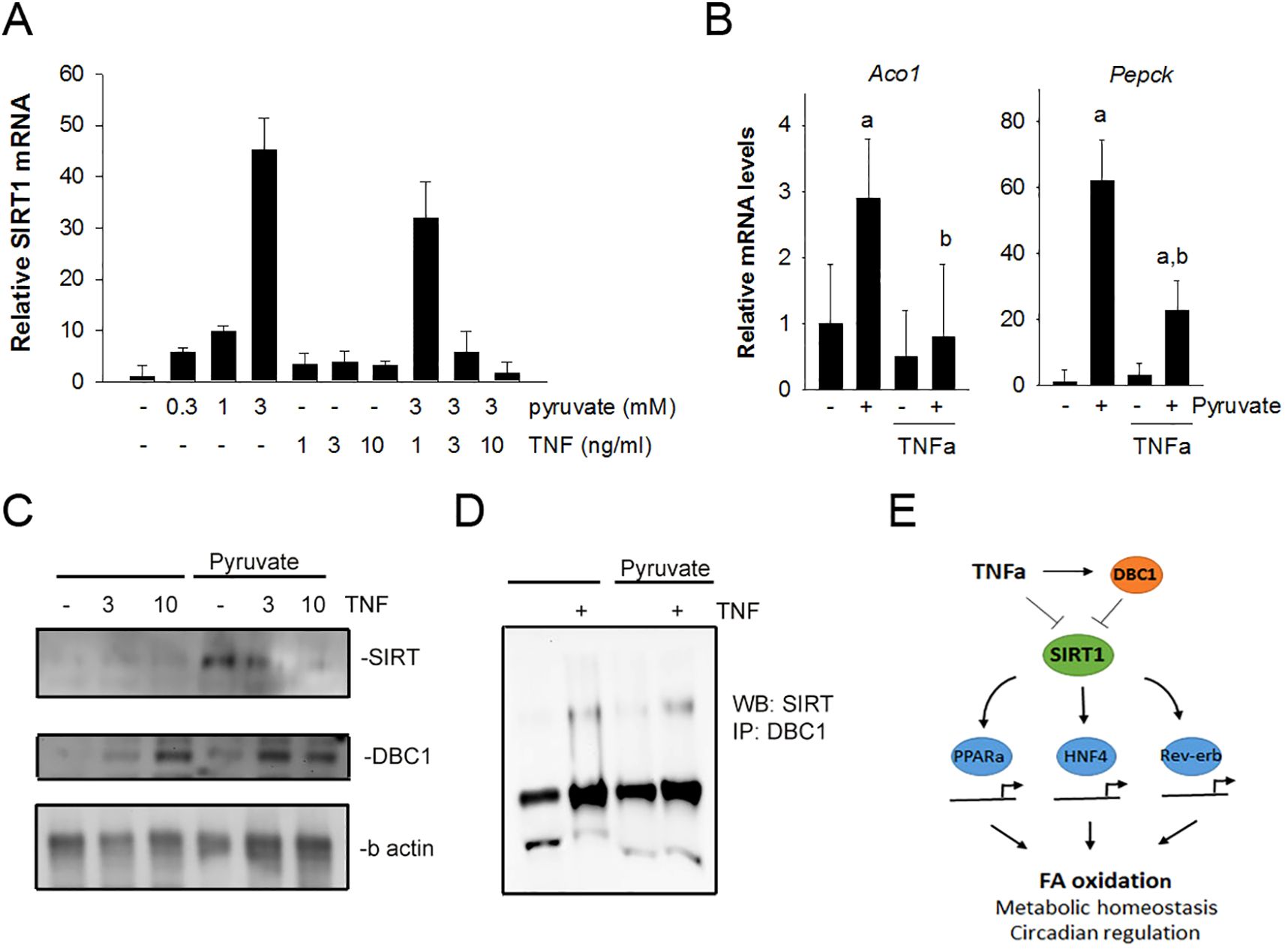 Five panels illustrating experimental results: A) Bar graph showing relative SIRT1 mRNA levels with varying pyruvate and TNF concentrations. B) Two bar graphs comparing Aco1 and Pepck mRNA levels with and without TNF and pyruvate. C) Western blot displaying SIRT, DBC1, and b-actin levels with differing pyruvate and TNF treatments. D) Additional Western blot analyzing SIRT and DBC1 interaction under pyruvate and TNF conditions. E) Diagram illustrating TNF's effect on DBC1 and SIRT1, impacting PPARa, HNF4, and Rev-erb pathways related to FA oxidation, metabolic homeostasis, and circadian regulation.