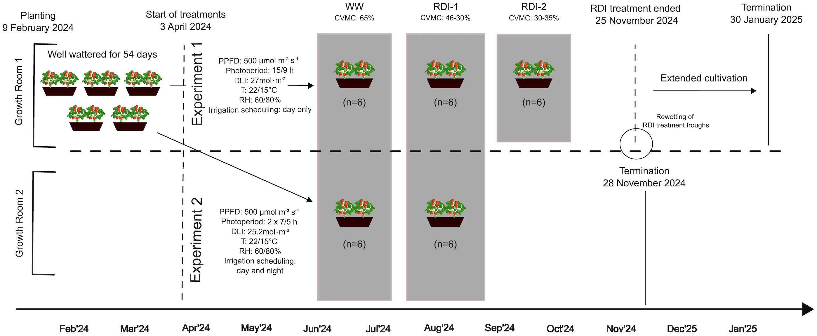 Schematic representation of two experiments in growth rooms: Two independent experiments were conducted using Fragaria × ananassa Malling Ace under TCEA. Experiment 1 (top) and Experiment 2 (bottom). Planting starts on February 9, 2024. Treatments begin on April 3, 2024, with three treatment types: WW (65% CVMC), RDI-1 (46-30% CVMC), and RDI-2 (30-35% CVMC), all with six plants. Conditions include PPFD 500 micromoles per square meter per second, 15/9 hour photoperiod, DLI 27 mol/m², temperatures 22/15°C, and 60/80% relative humidity. Experiment 2 continues until November 28, 2024. Extended cultivation and rewetting continue into January 2025.